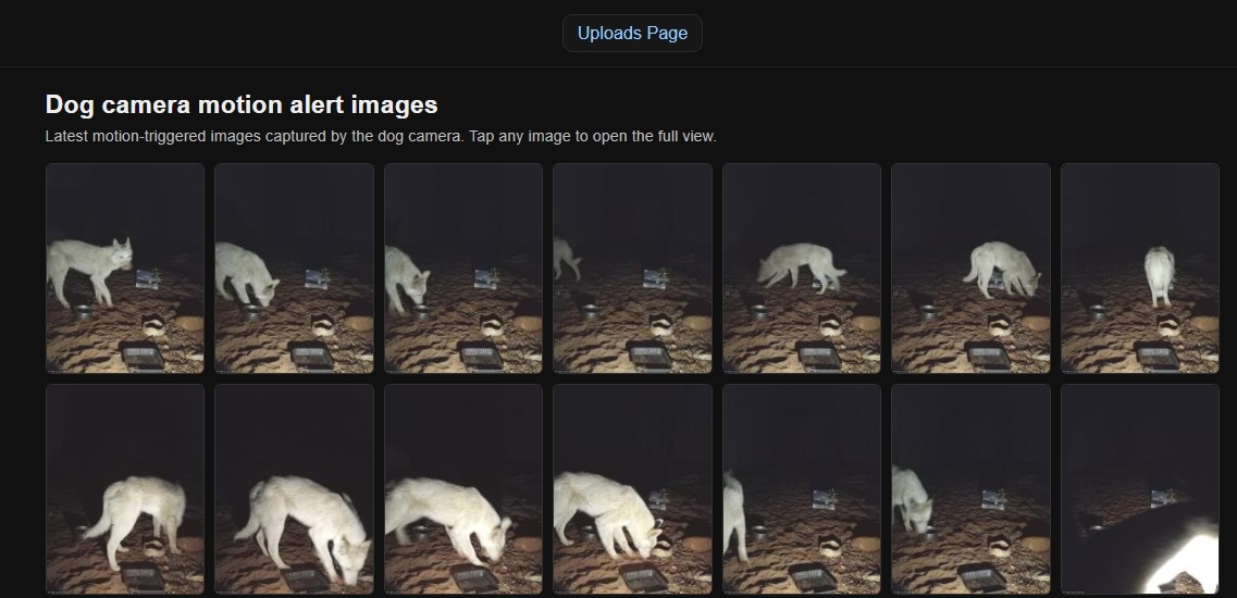 Temporary camera monitoring a stray dog