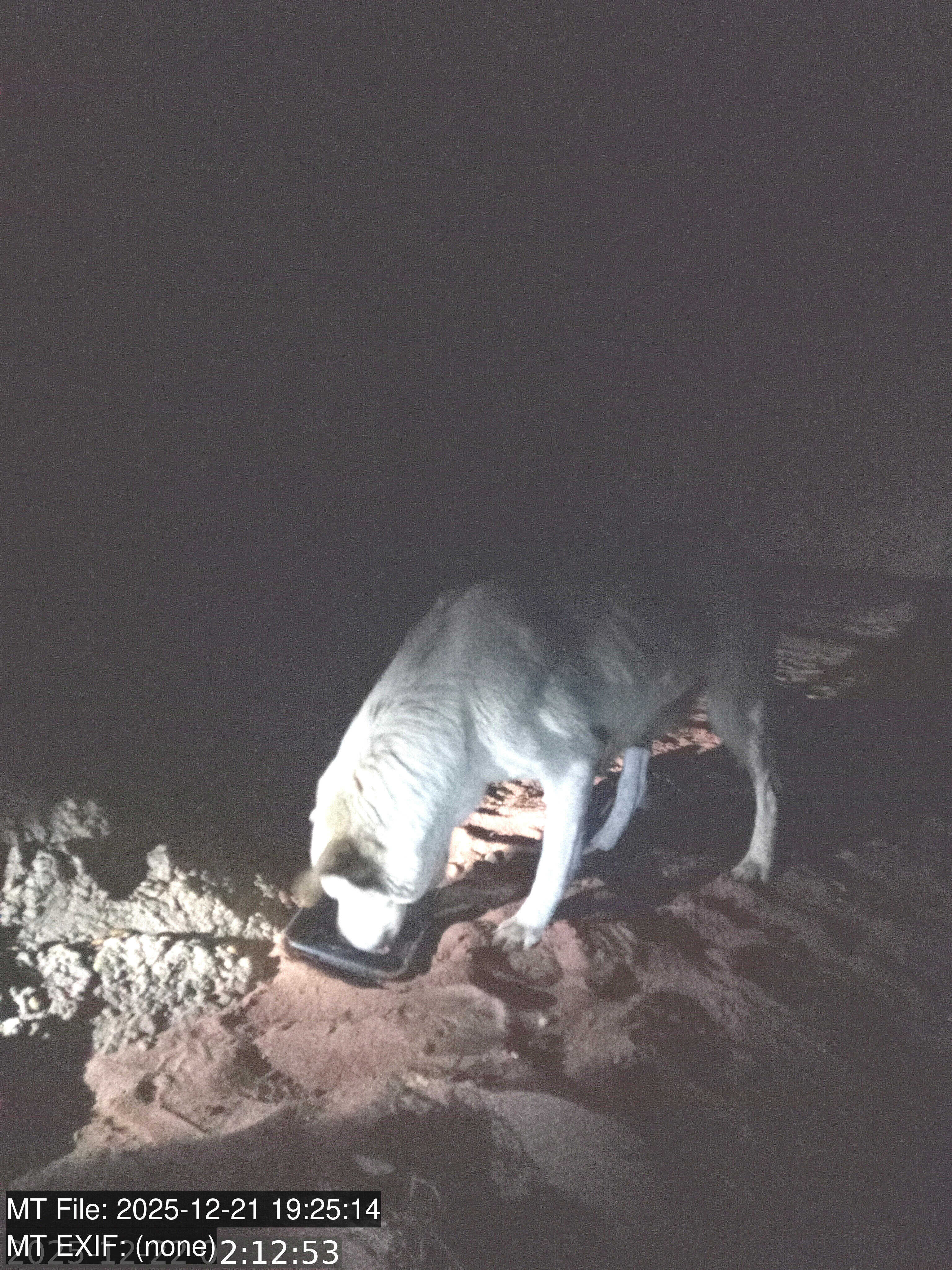 Stray dog captured on temporary hidden camera installation