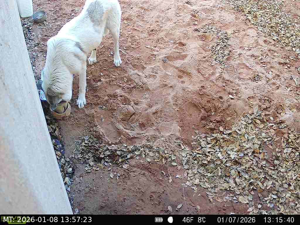 Motion alert image from stray dog monitoring camera project