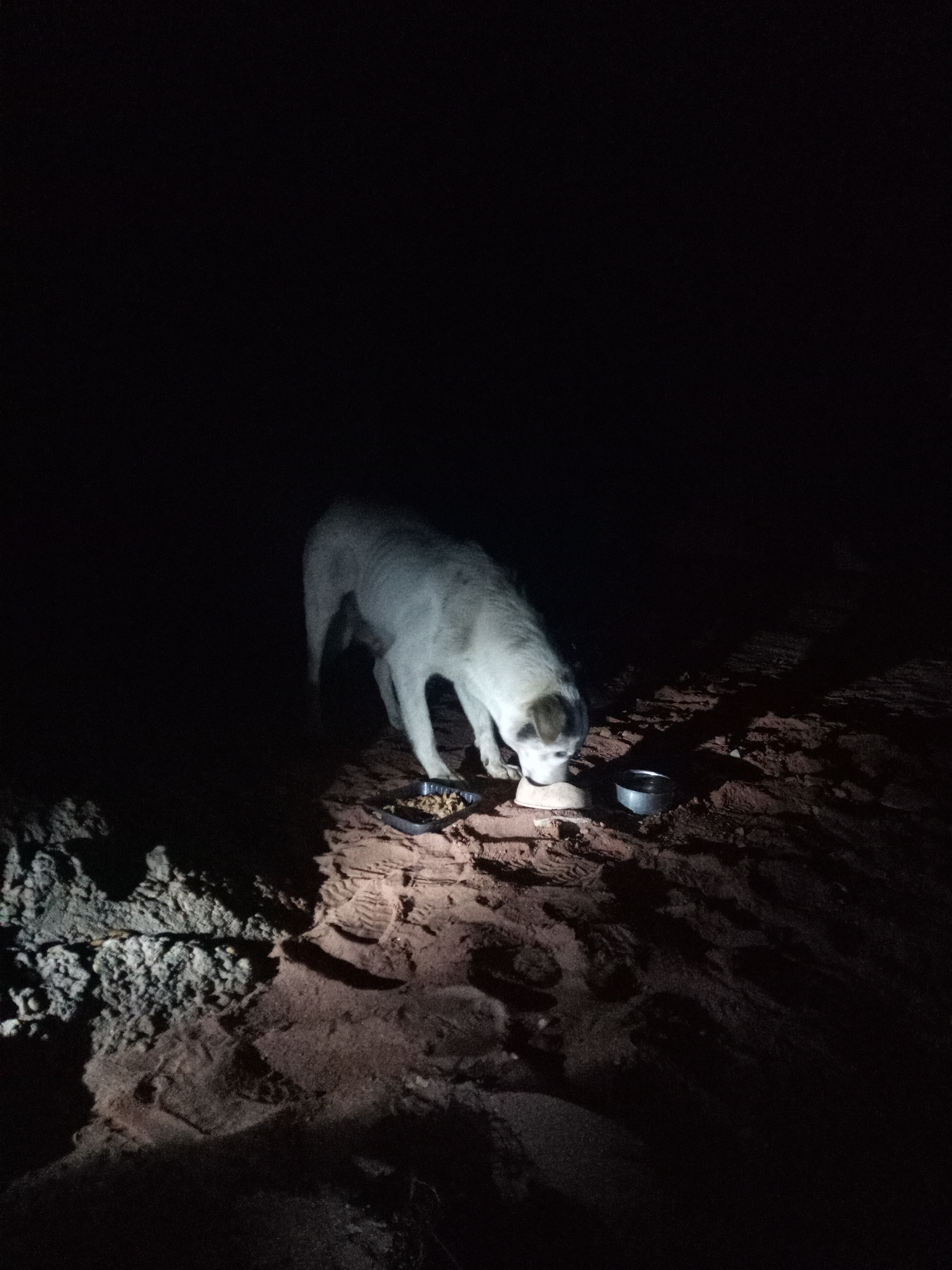 Raw animal camera upload (unprocessed). File: mot-det-20251221-191027.jpg.