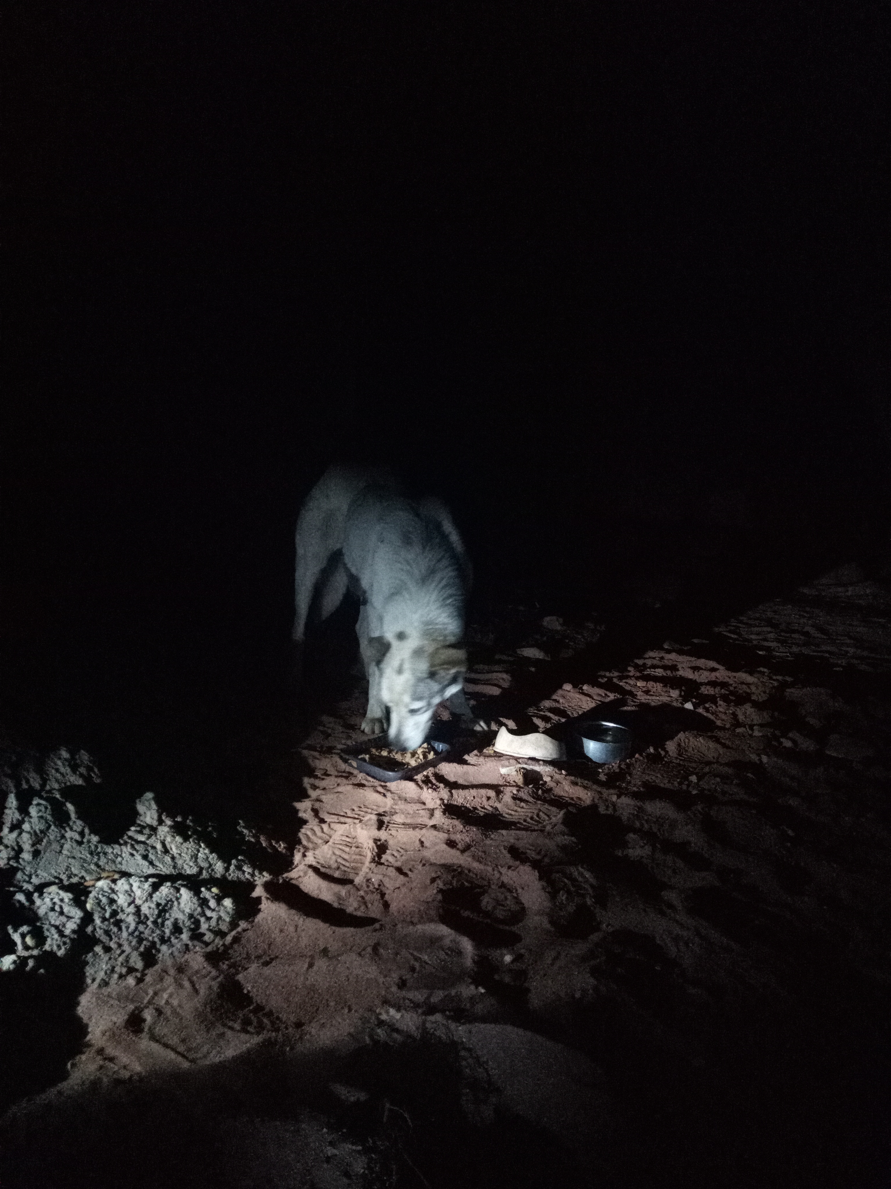 Raw animal camera upload (unprocessed). File: mot-det-20251221-191036.jpg.