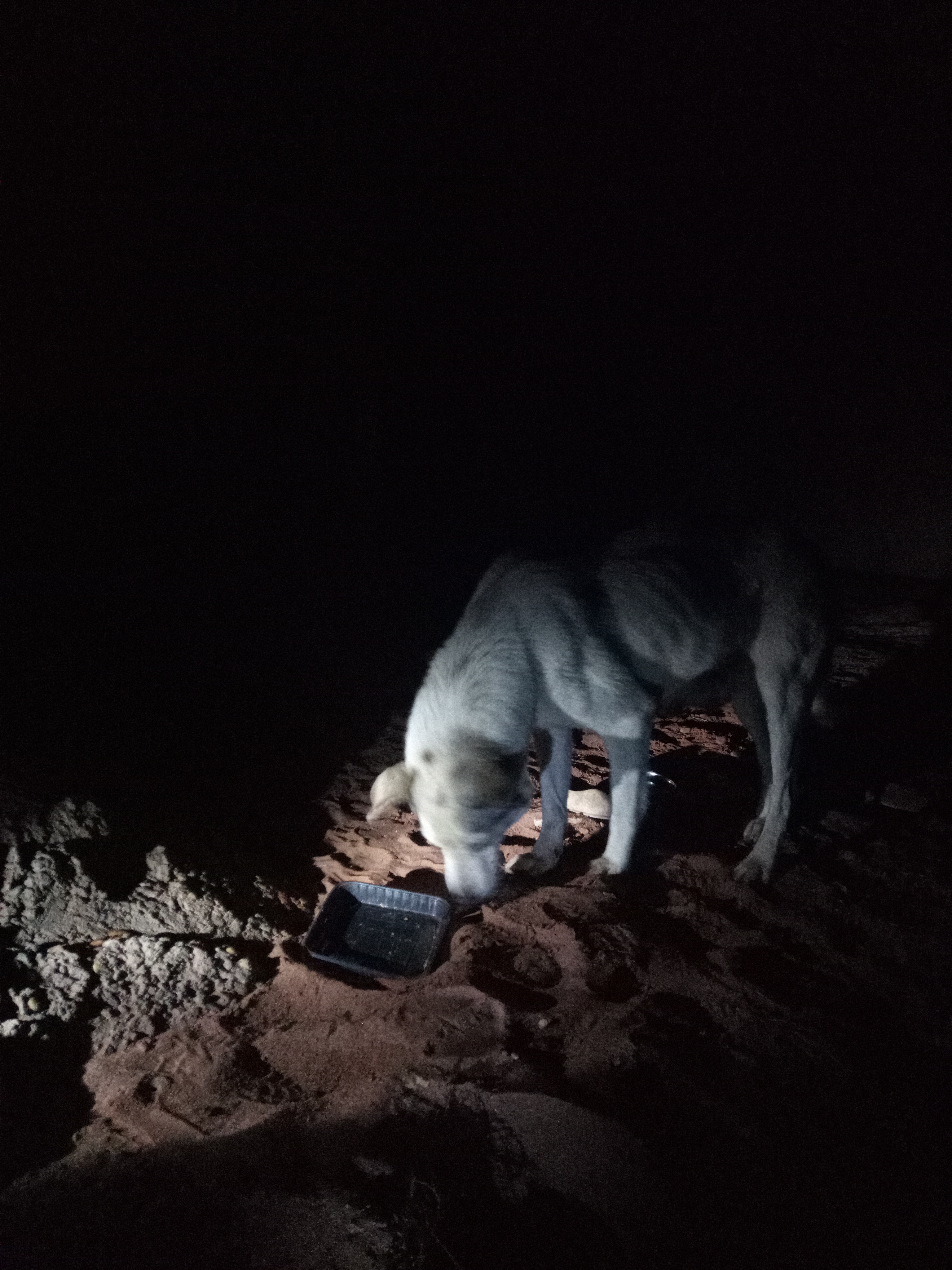 Raw animal camera upload (unprocessed). File: mot-det-20251221-191251.jpg.