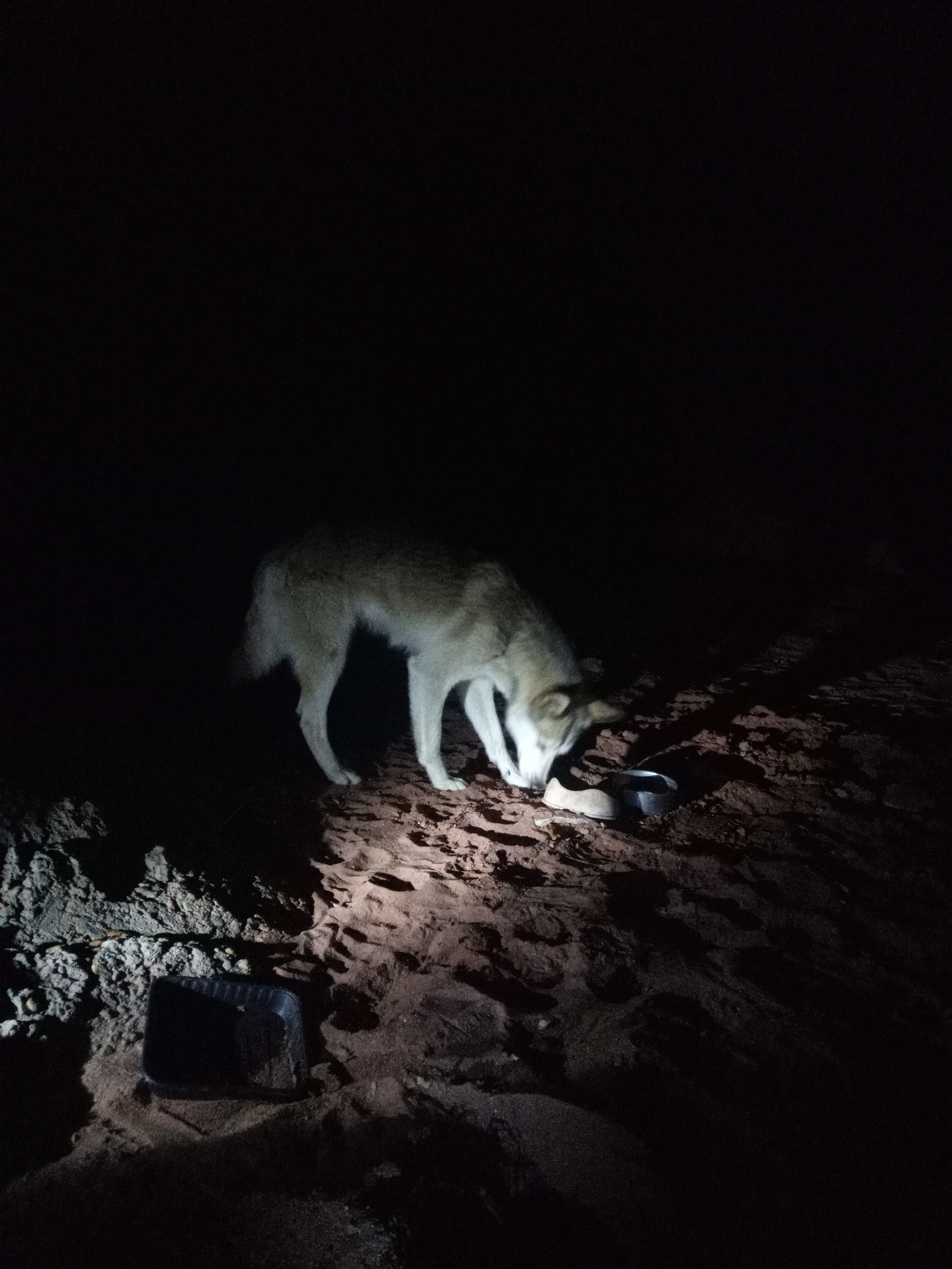 Raw animal camera upload (unprocessed). File: mot-det-20251221-194830.jpg.