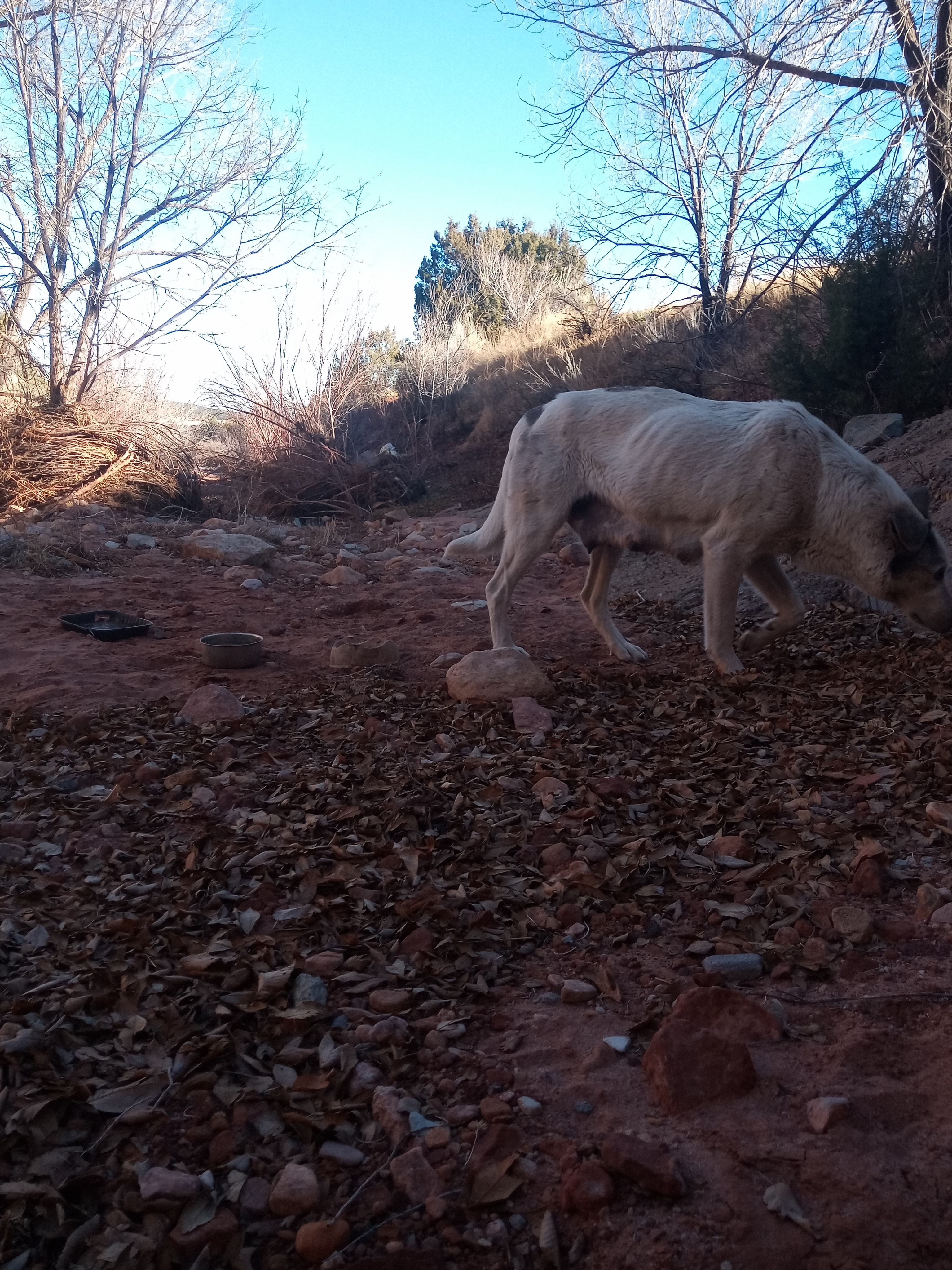 Raw animal camera upload (unprocessed). File: mot-det-20251222-142952.jpg.