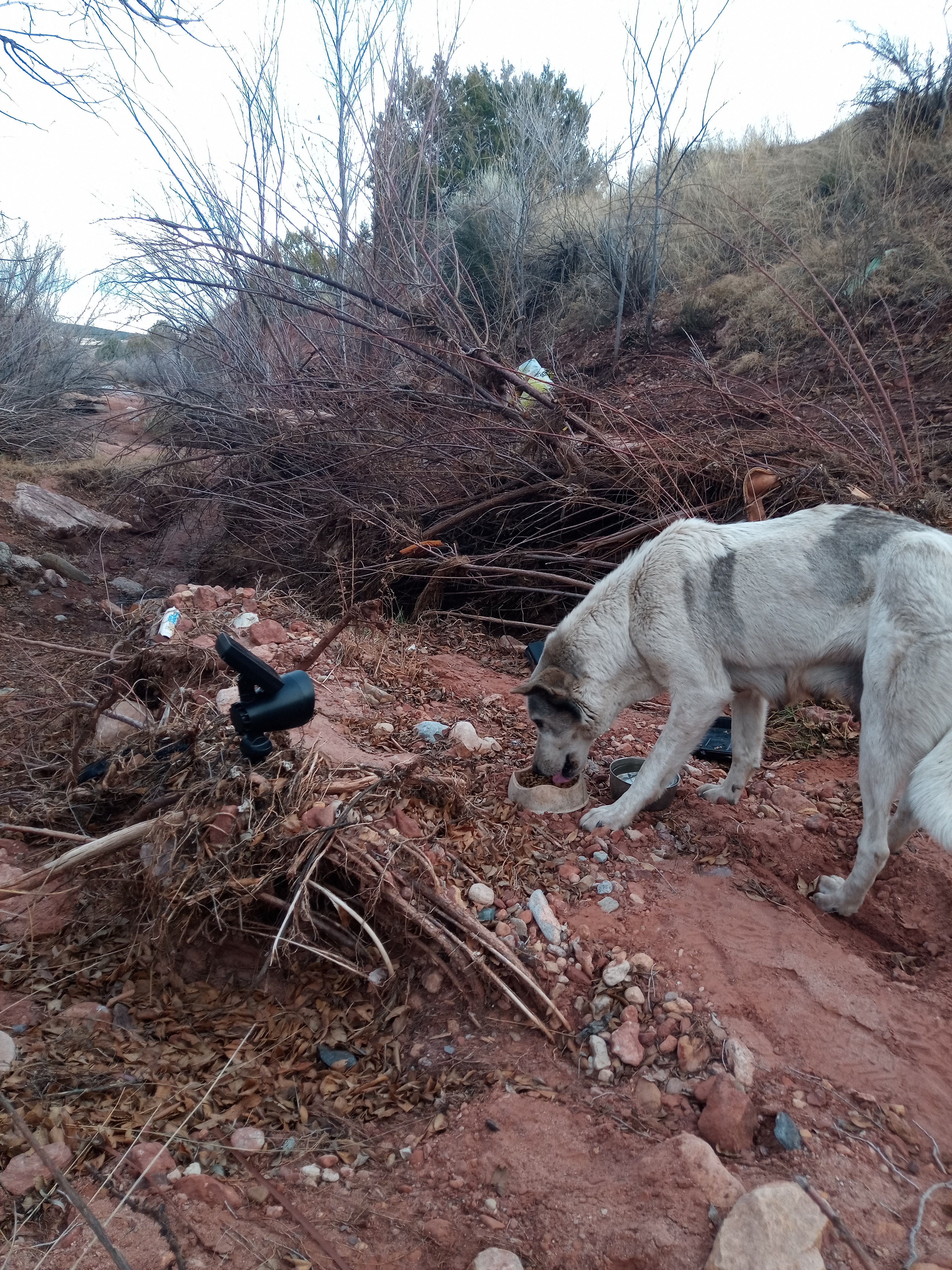 Raw animal camera upload (unprocessed). File: mot-det-20251223-155237.jpg.