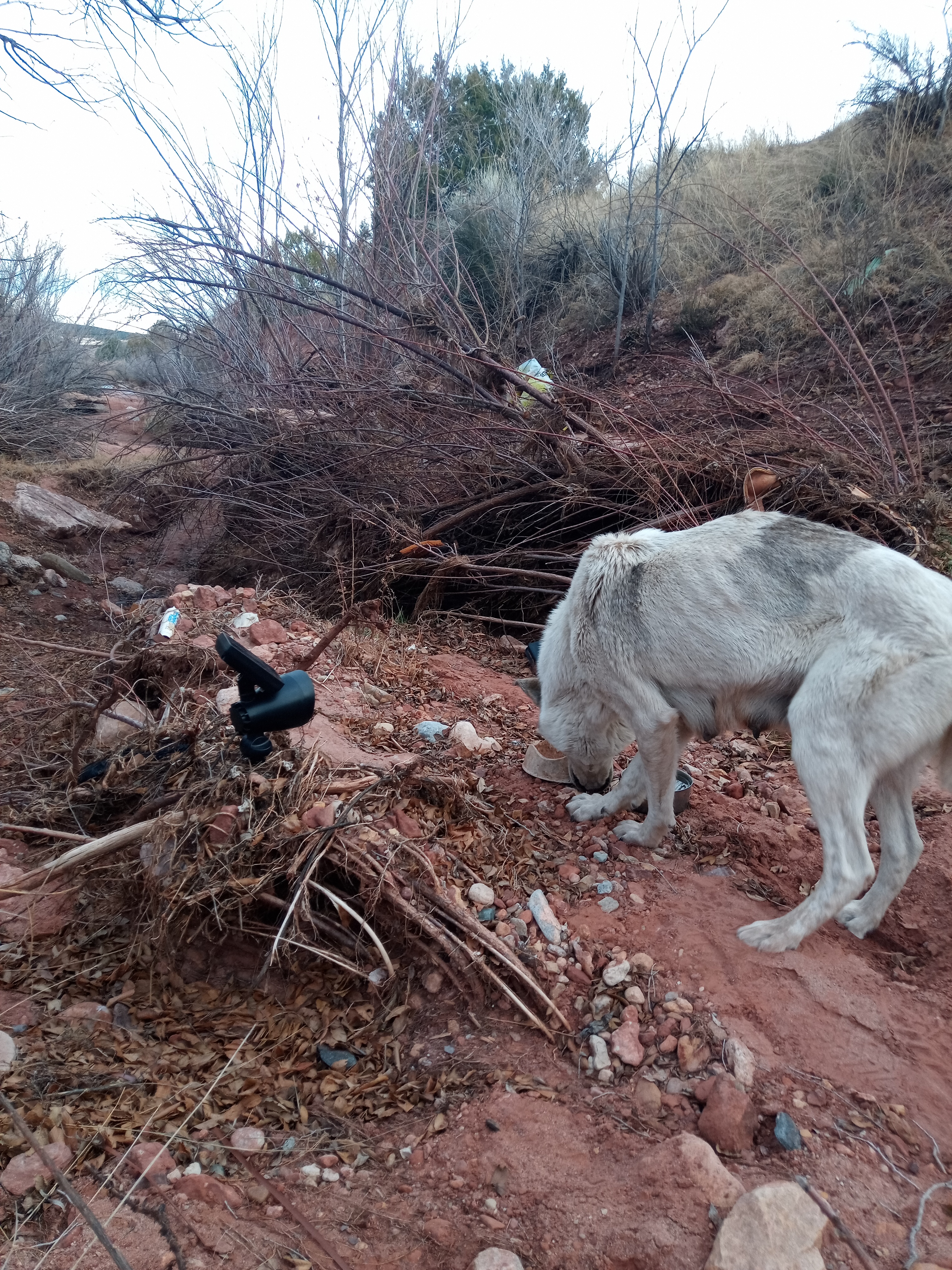 Raw animal camera upload (unprocessed). File: mot-det-20251223-155556.jpg.