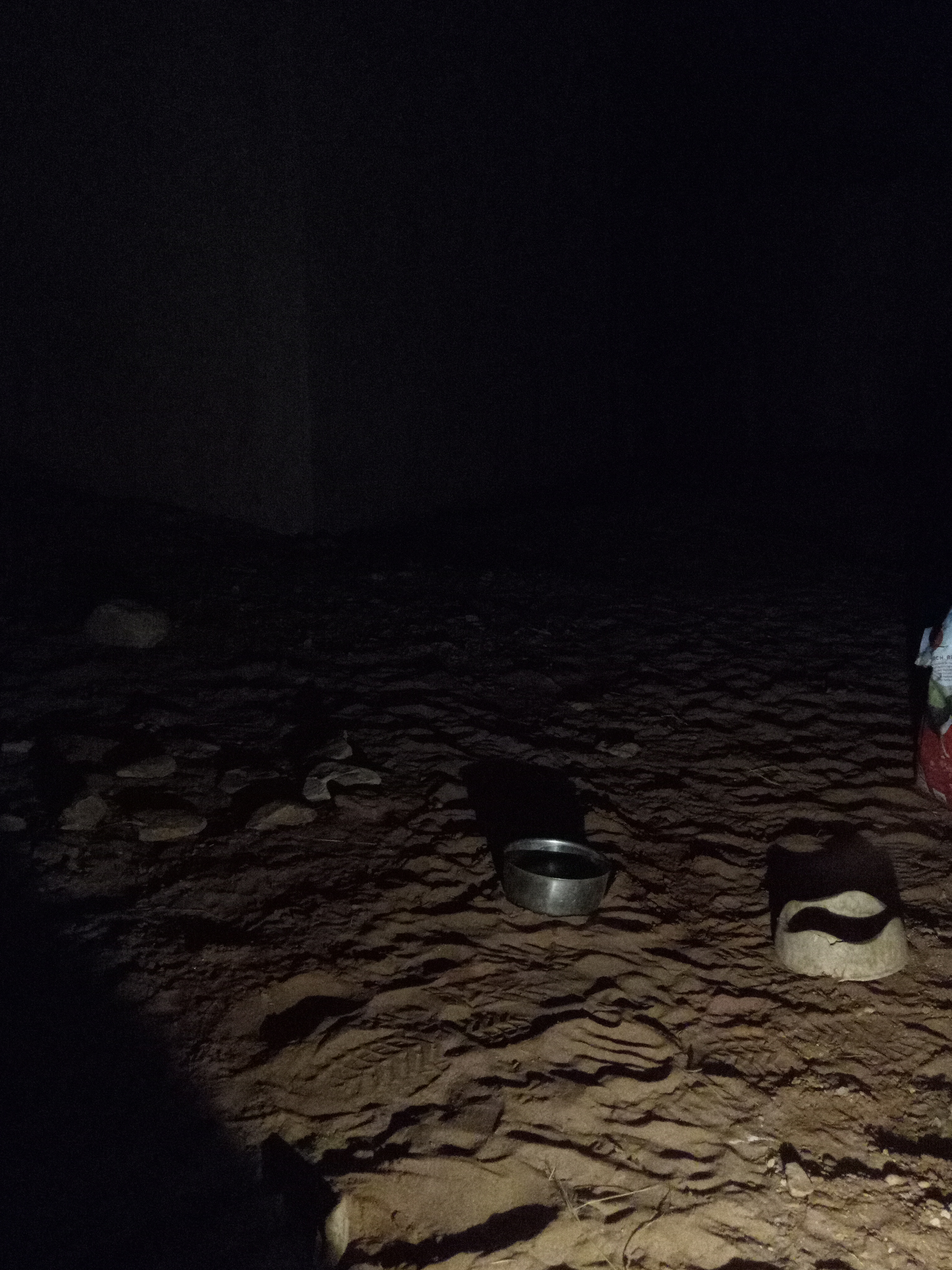 Raw animal camera upload (unprocessed). File: mot-det-20251226-191949.jpg.