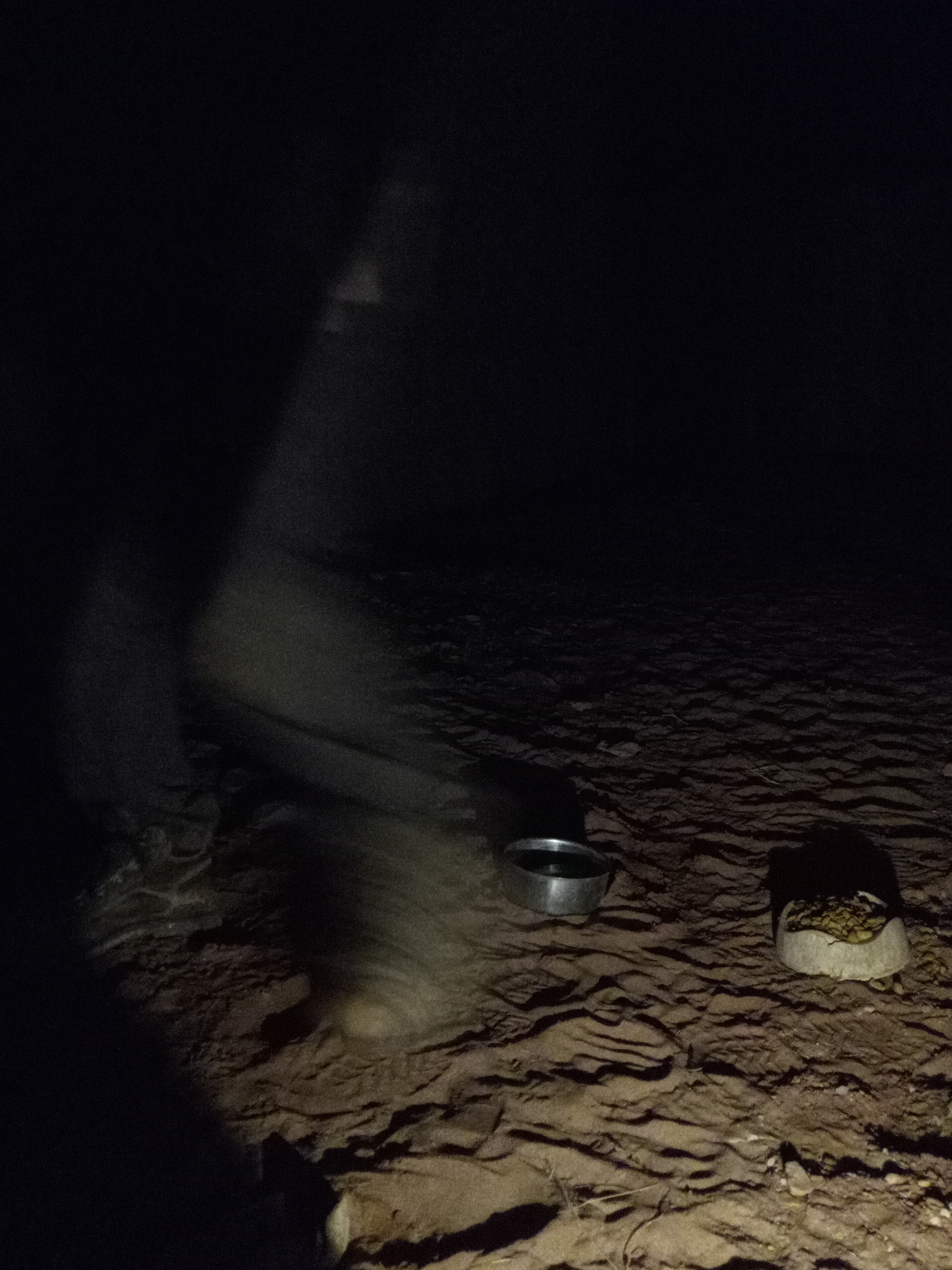 Raw animal camera upload (unprocessed). File: mot-det-20251226-192015.jpg.