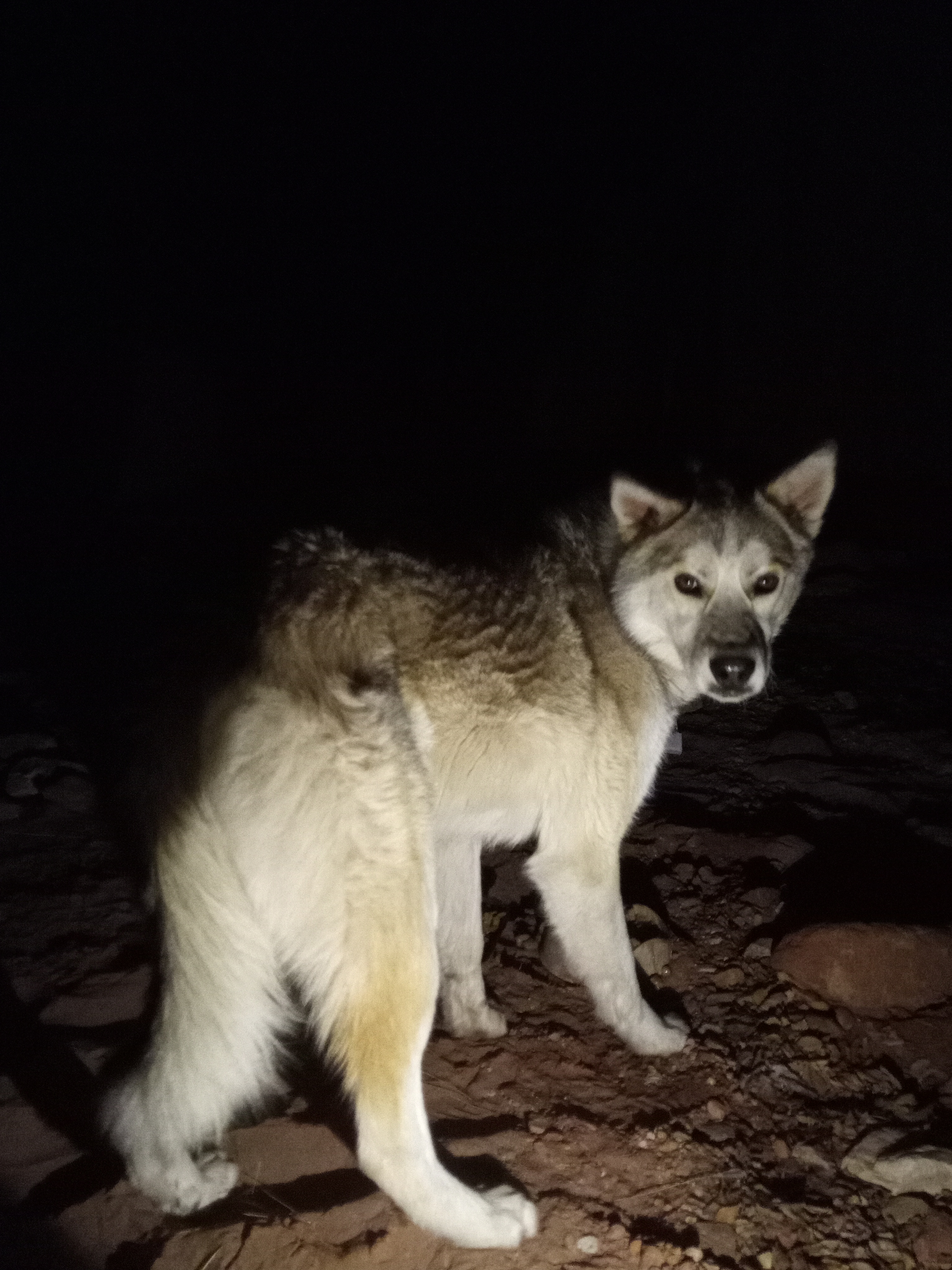 Raw animal camera upload (unprocessed). File: mot-det-20251226-203120.jpg.