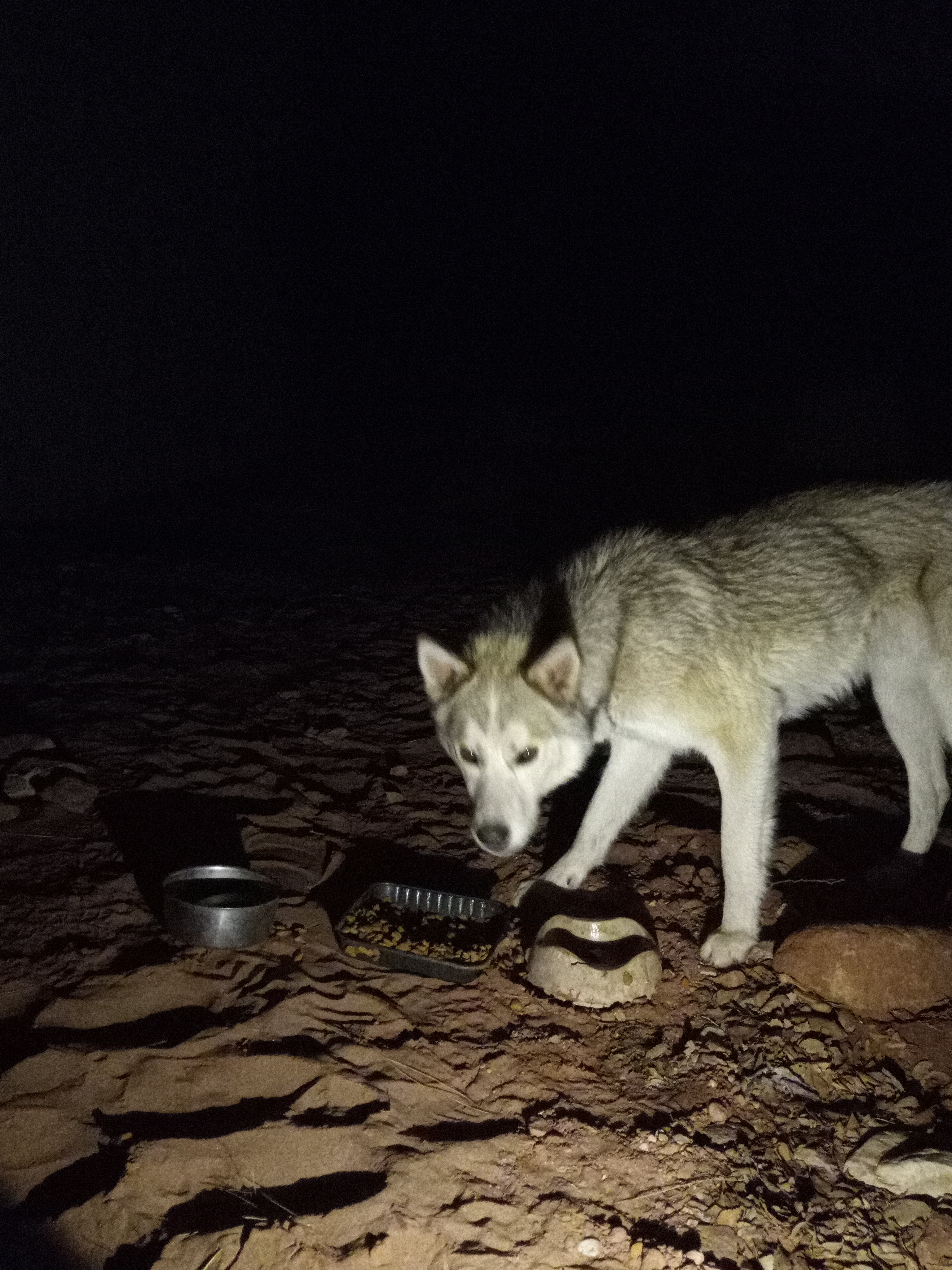 Raw animal camera upload (unprocessed). File: mot-det-20251226-203311.jpg.