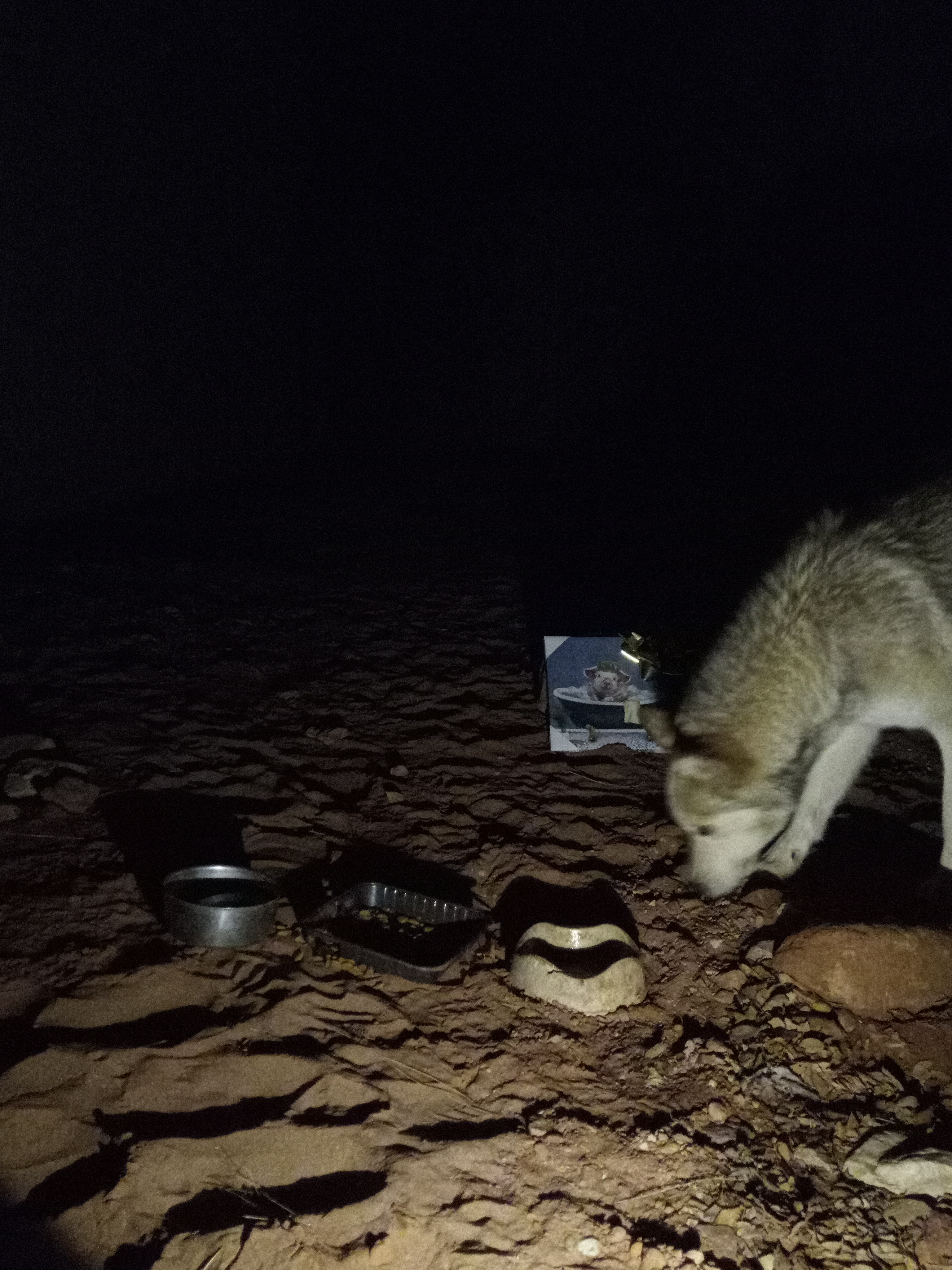 Raw animal camera upload (unprocessed). File: mot-det-20251226-203458.jpg.