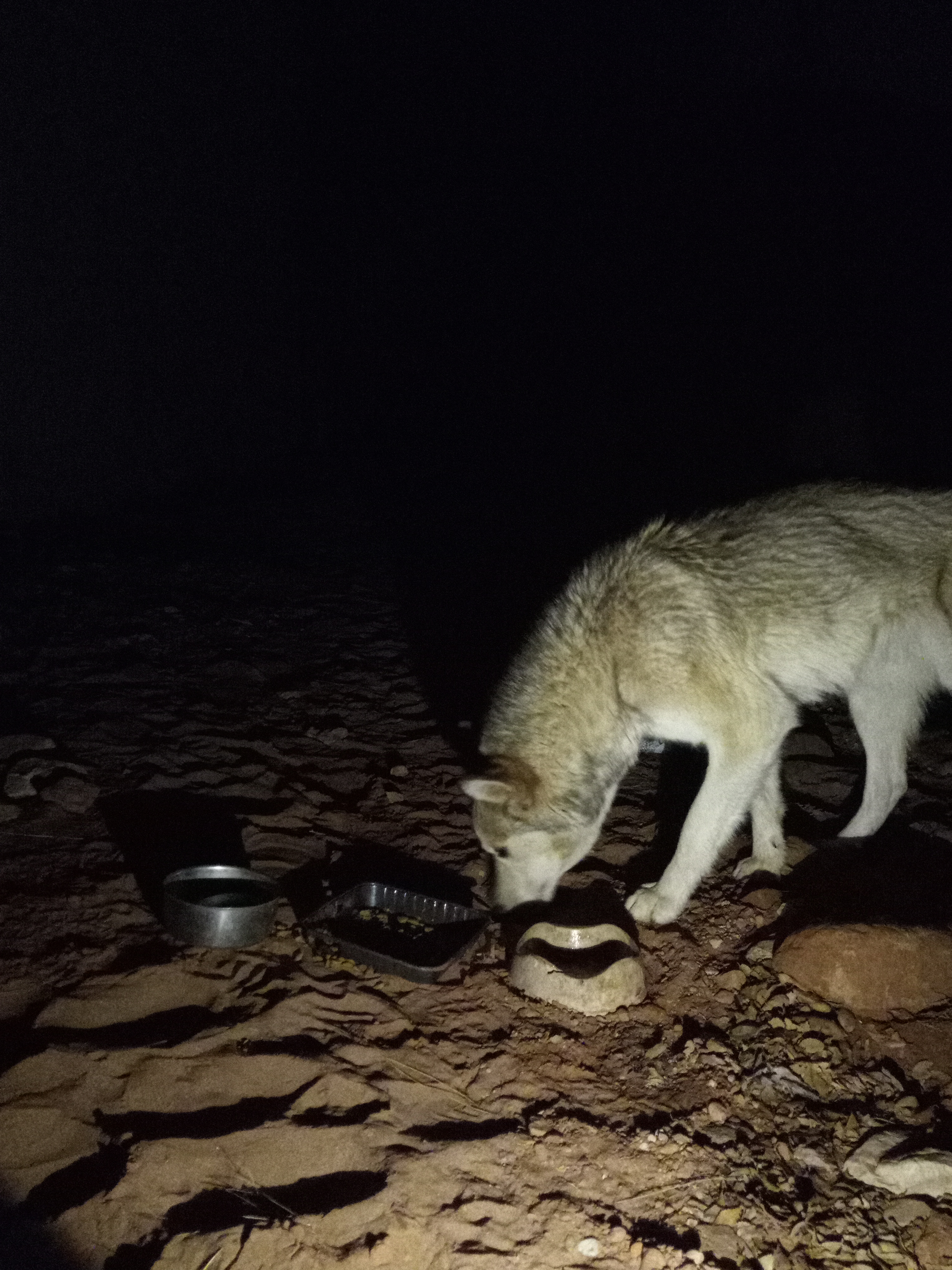 Raw animal camera upload (unprocessed). File: mot-det-20251226-203504.jpg.