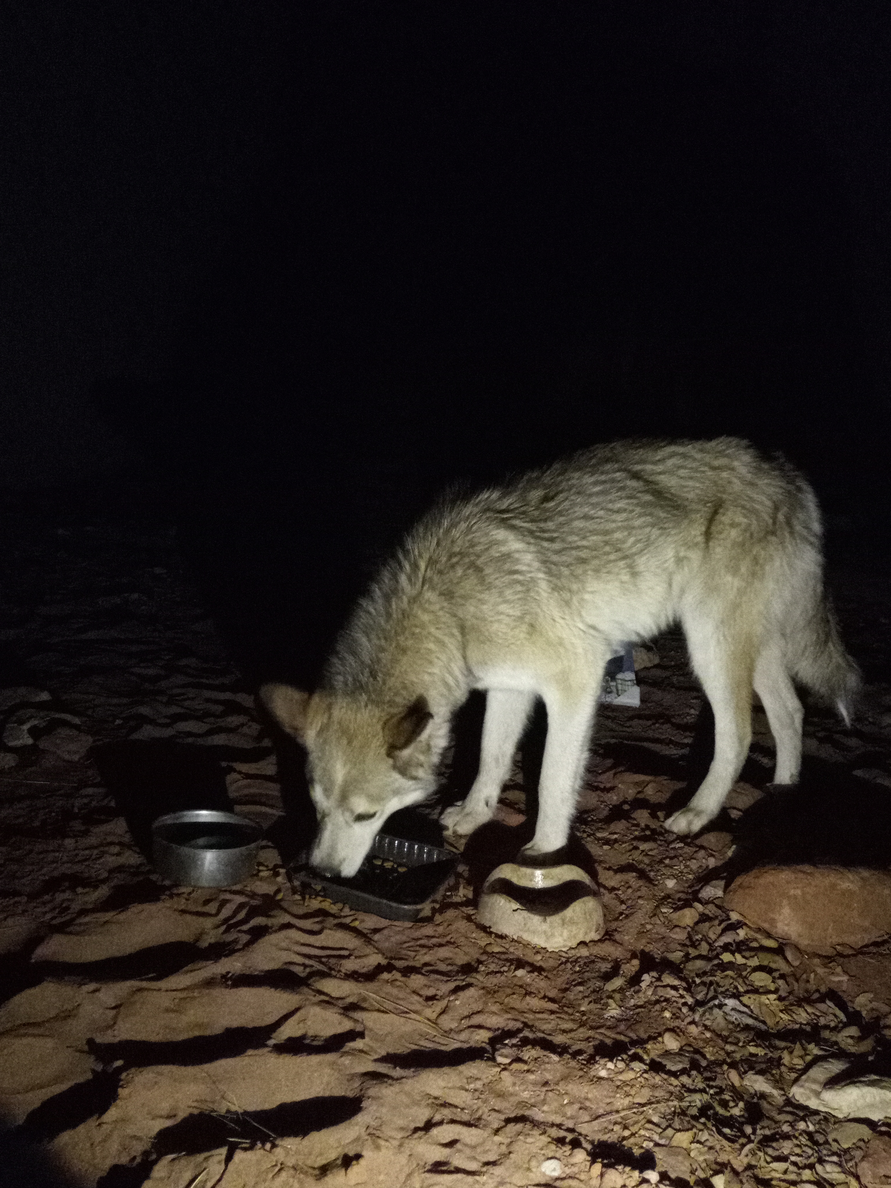 Raw animal camera upload (unprocessed). File: mot-det-20251226-203507.jpg.