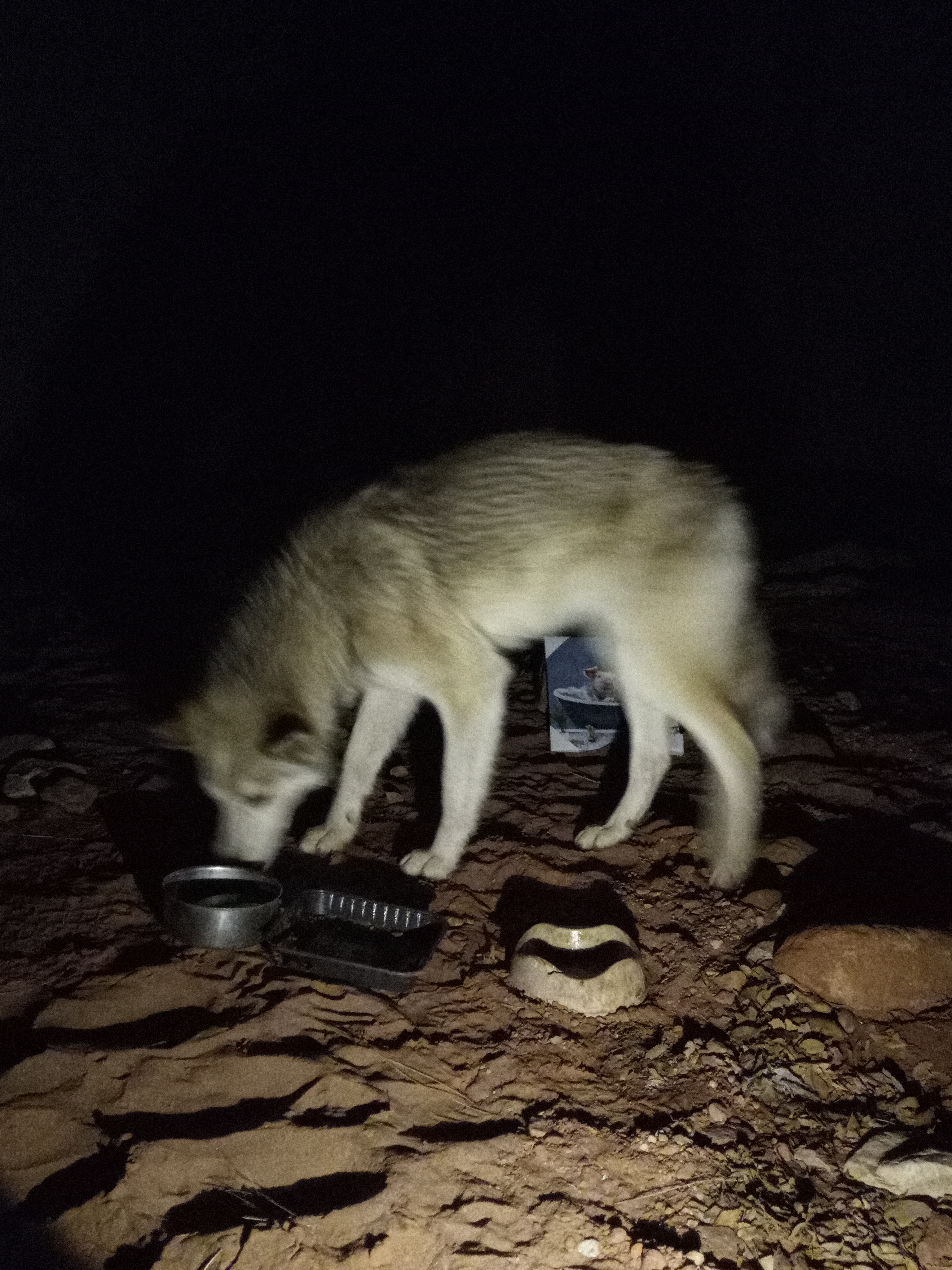 Raw animal camera upload (unprocessed). File: mot-det-20251226-203518.jpg.