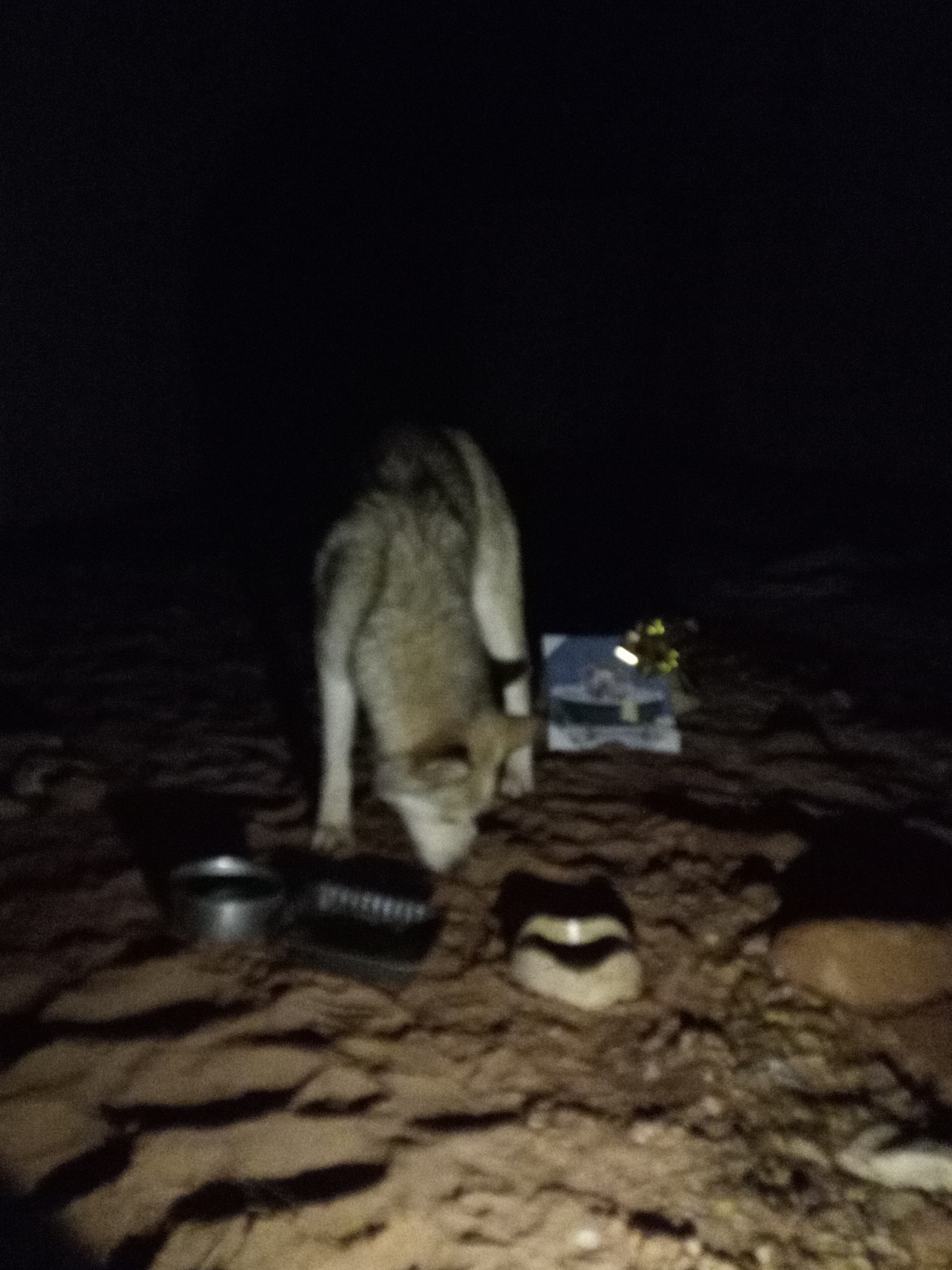 Raw animal camera upload (unprocessed). File: mot-det-20251226-203521.jpg.