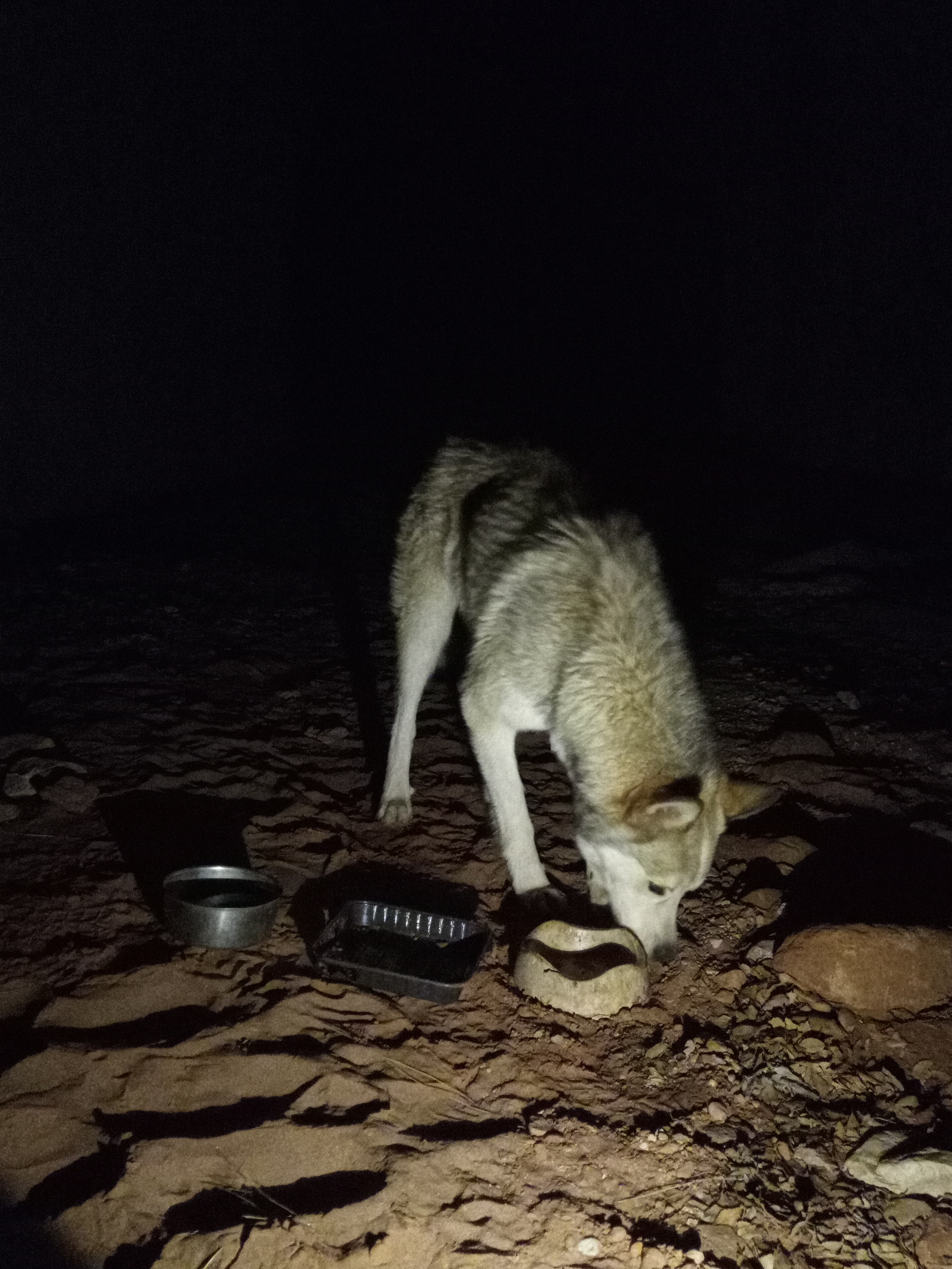 Raw animal camera upload (unprocessed). File: mot-det-20251226-203548.jpg.