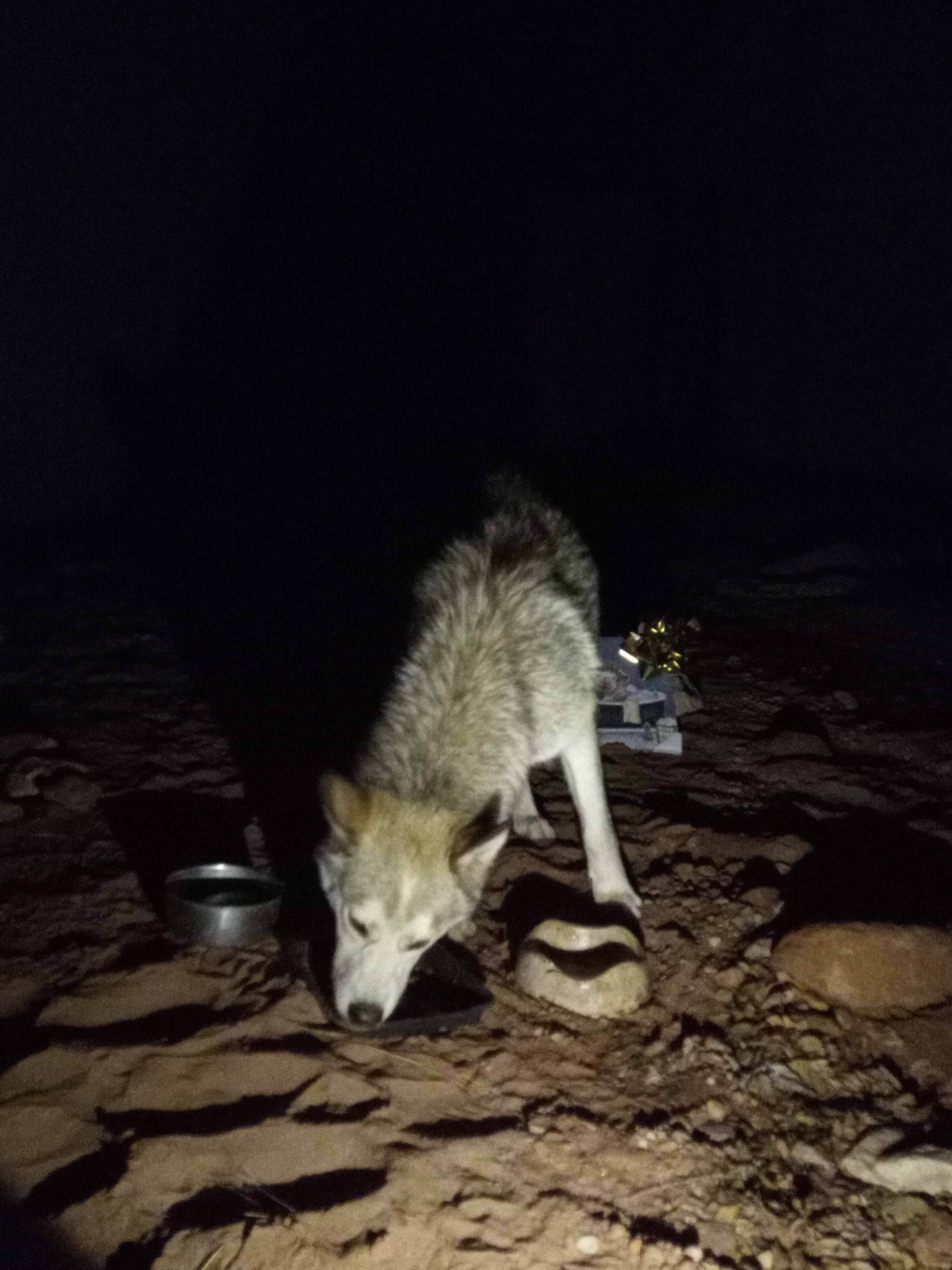 Raw animal camera upload (unprocessed). File: mot-det-20251226-203602.jpg.