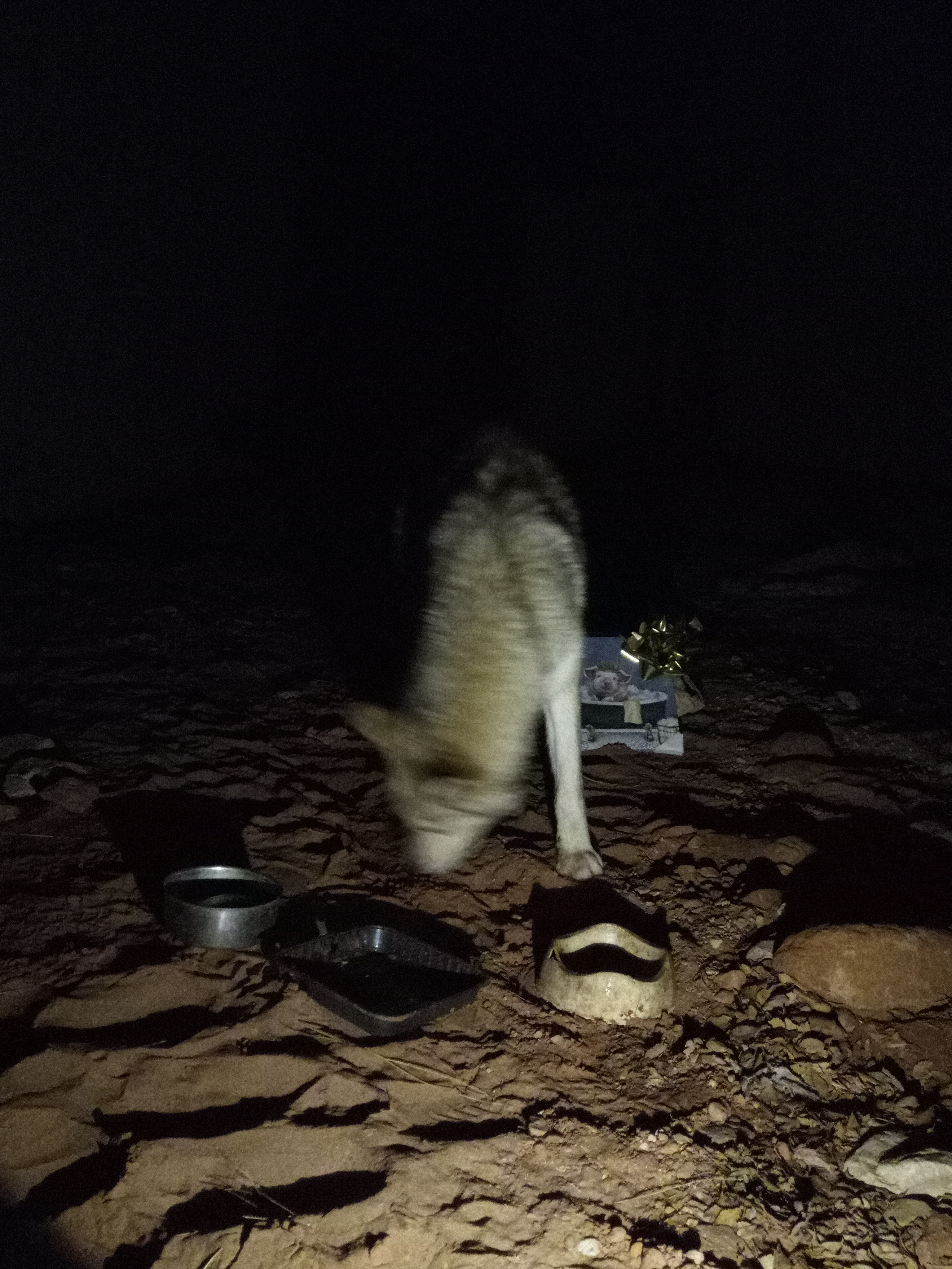 Raw animal camera upload (unprocessed). File: mot-det-20251226-203619.jpg.