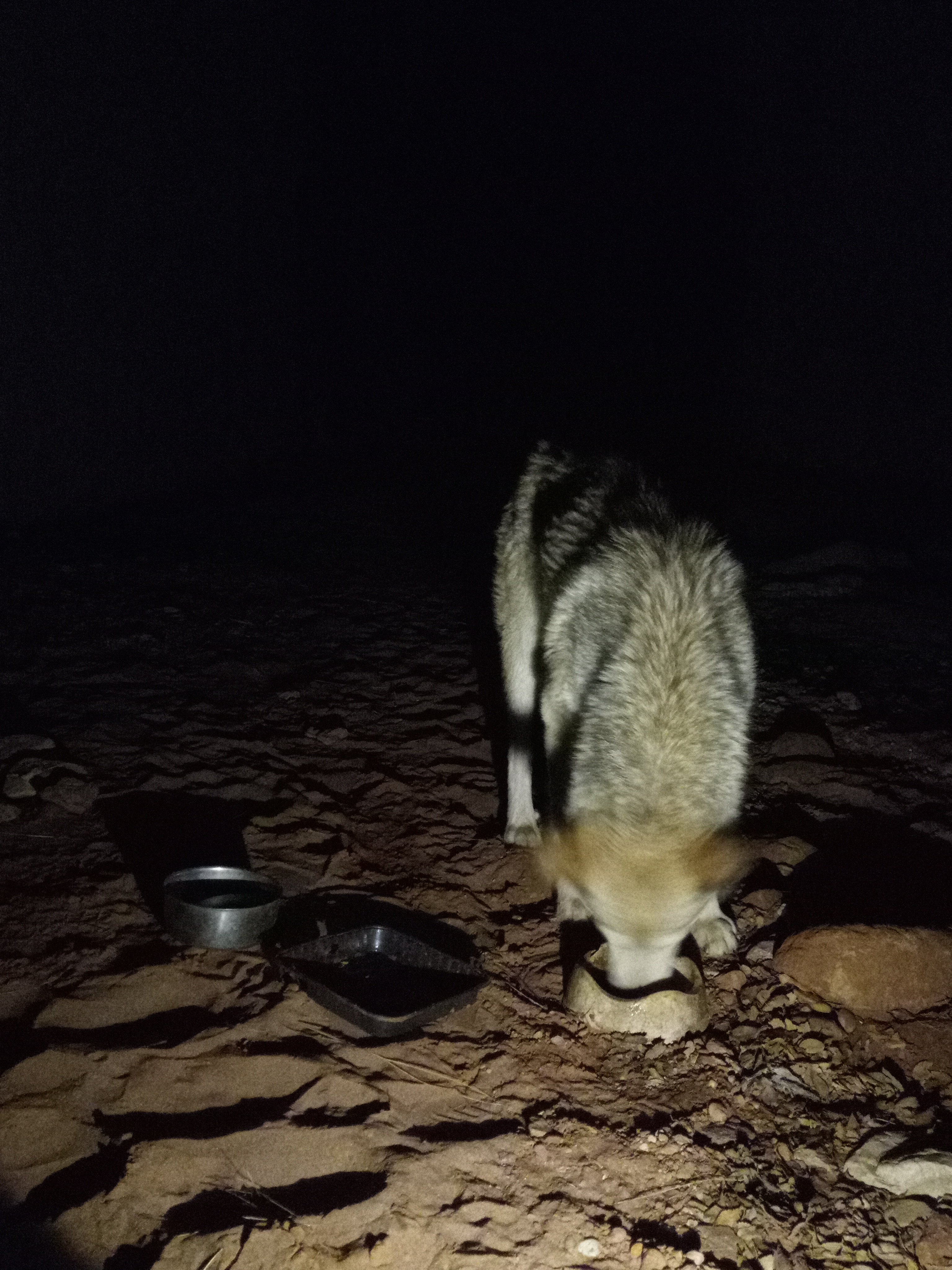 Raw animal camera upload (unprocessed). File: mot-det-20251226-203634.jpg.