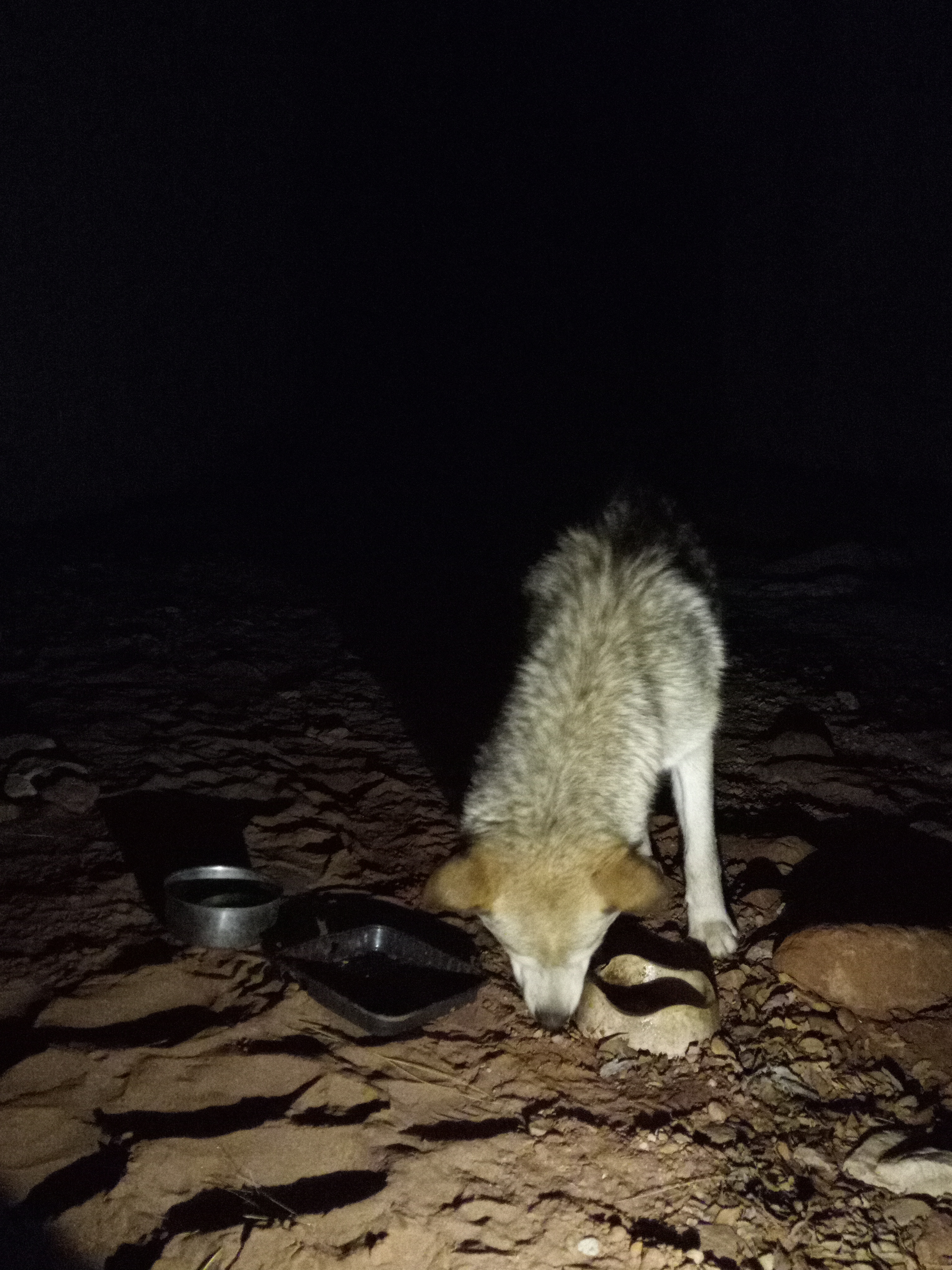 Raw animal camera upload (unprocessed). File: mot-det-20251226-203642.jpg.