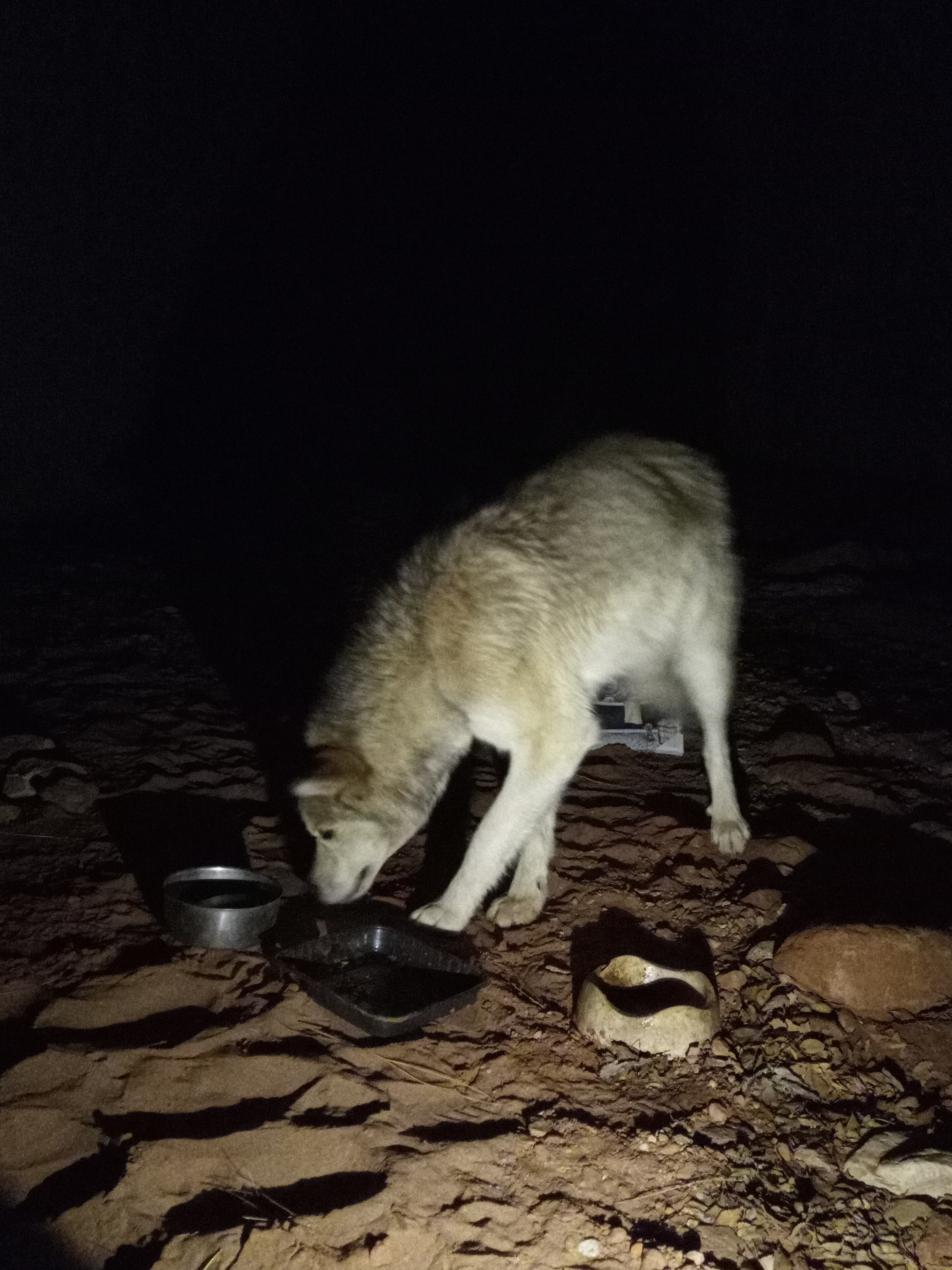 Raw animal camera upload (unprocessed). File: mot-det-20251226-203647.jpg.