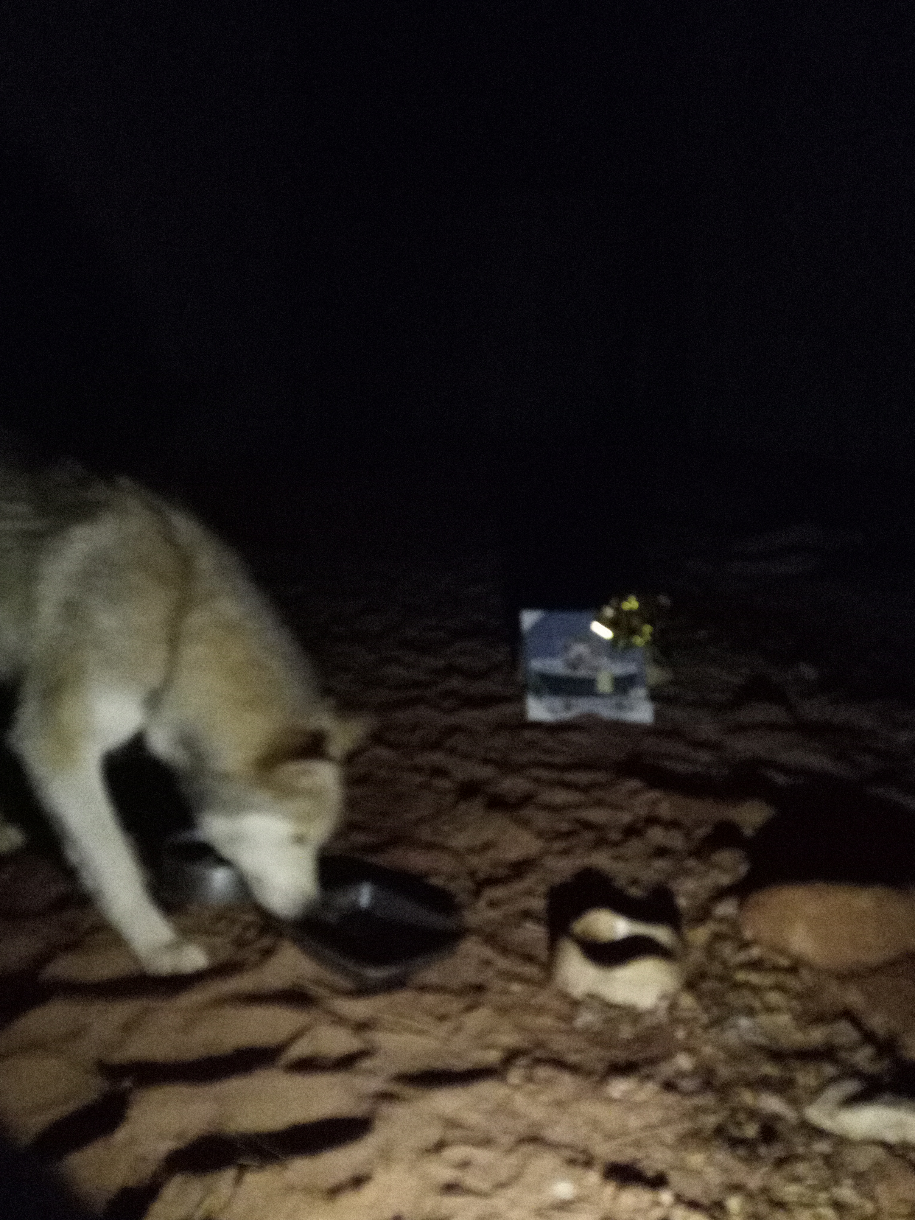 Raw animal camera upload (unprocessed). File: mot-det-20251226-203723.jpg.