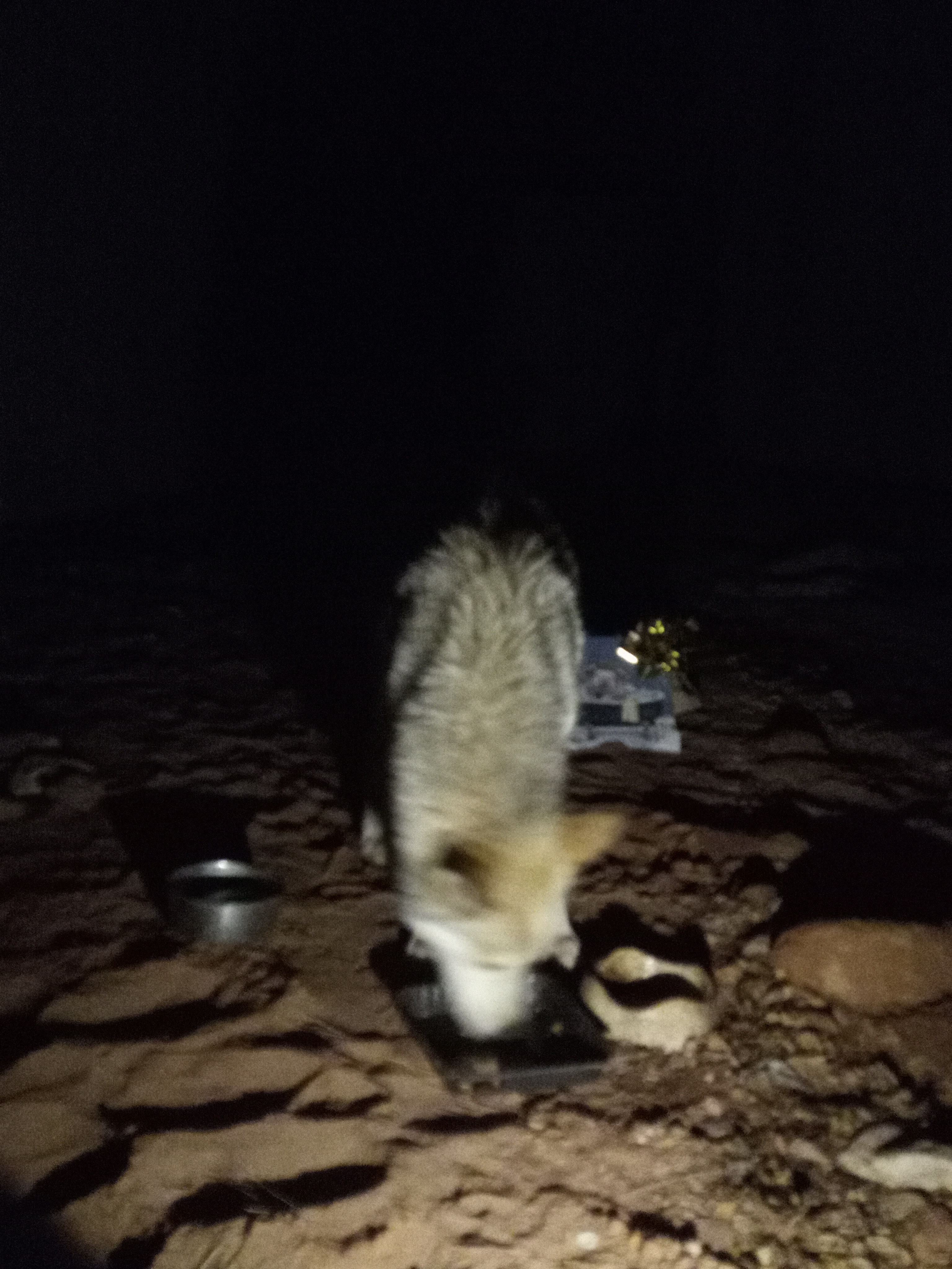 Raw animal camera upload (unprocessed). File: mot-det-20251226-203730.jpg.