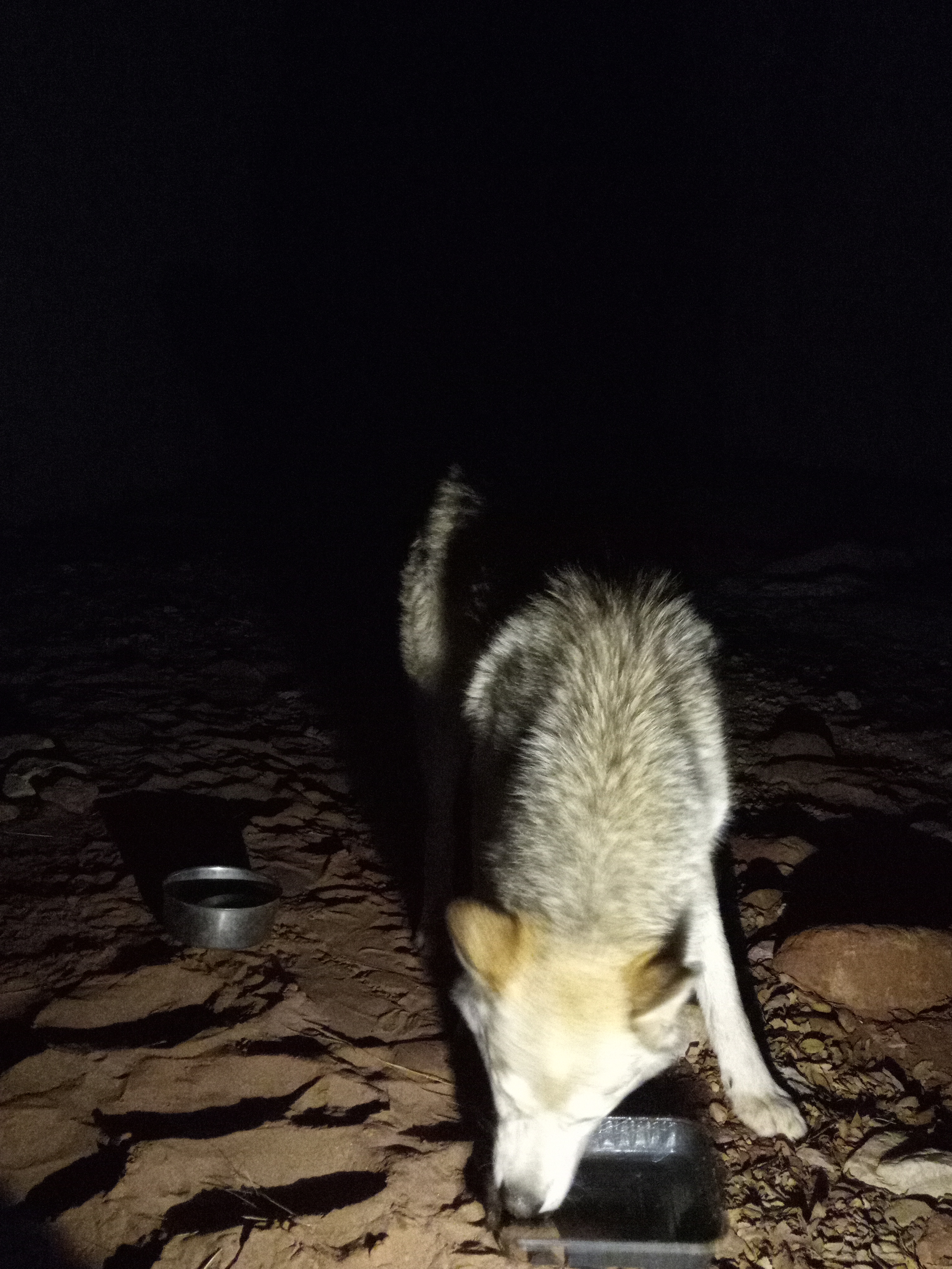 Raw animal camera upload (unprocessed). File: mot-det-20251226-203740.jpg.