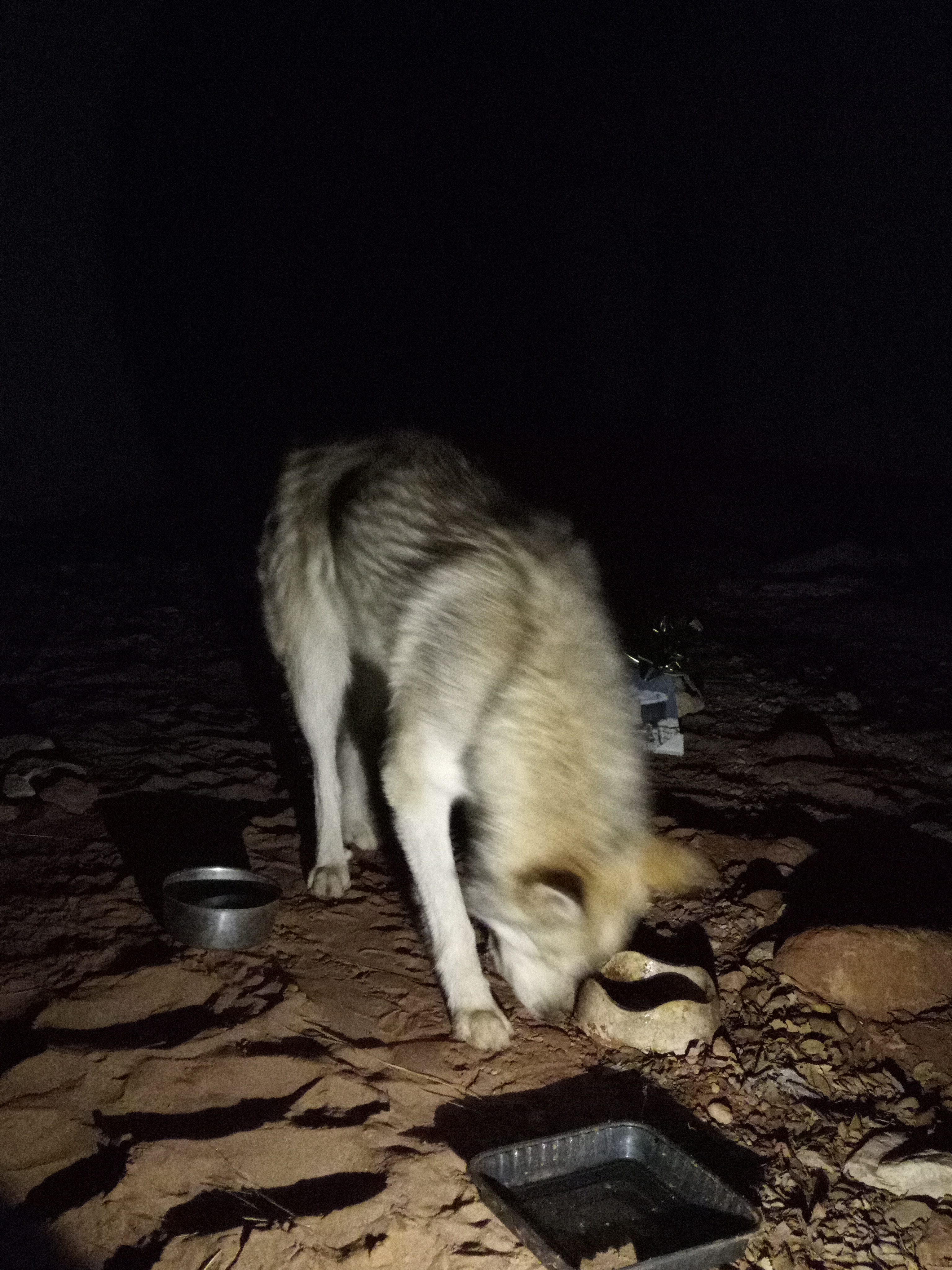 Raw animal camera upload (unprocessed). File: mot-det-20251226-203743.jpg.