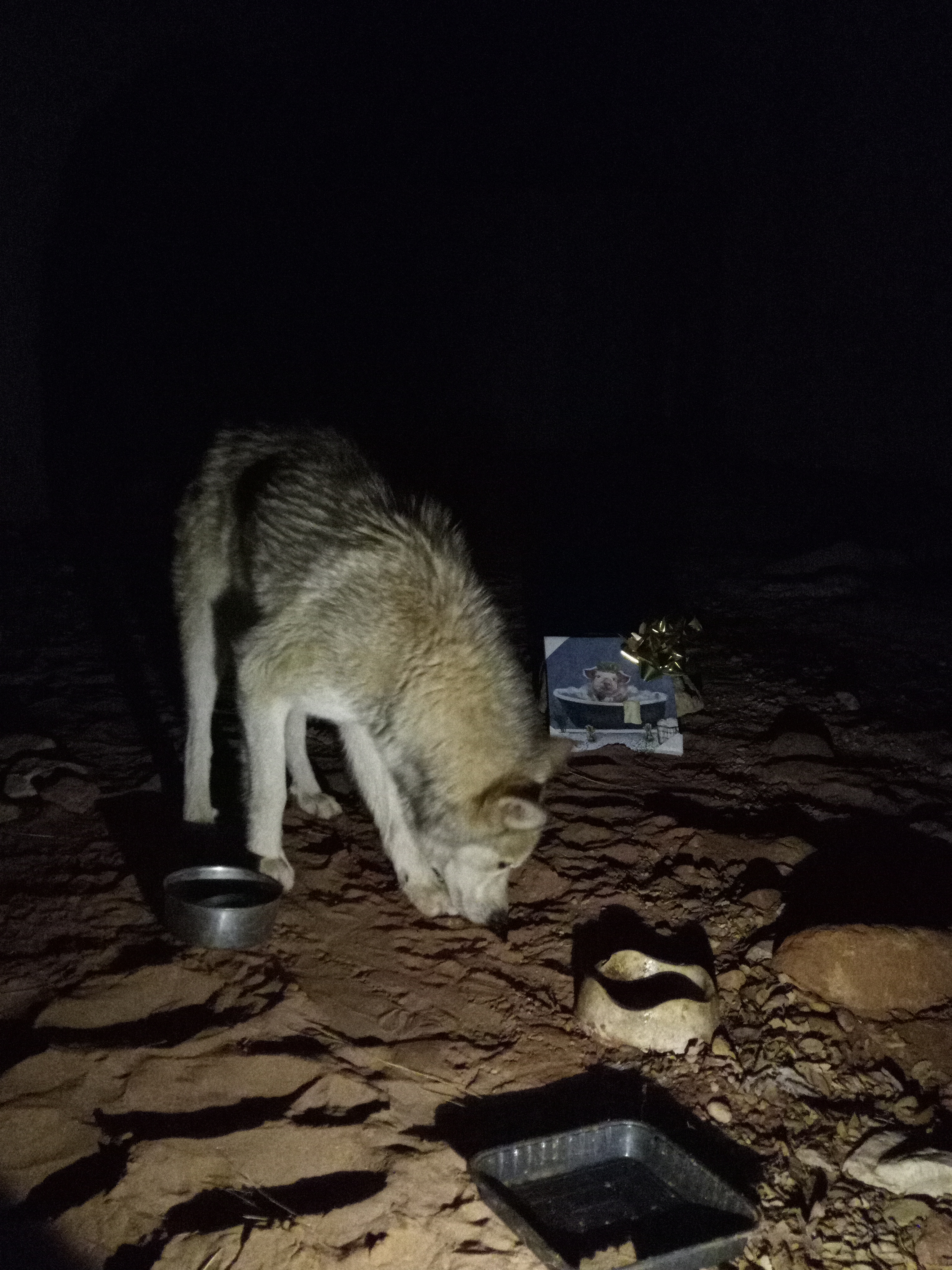 Raw animal camera upload (unprocessed). File: mot-det-20251226-203757.jpg.