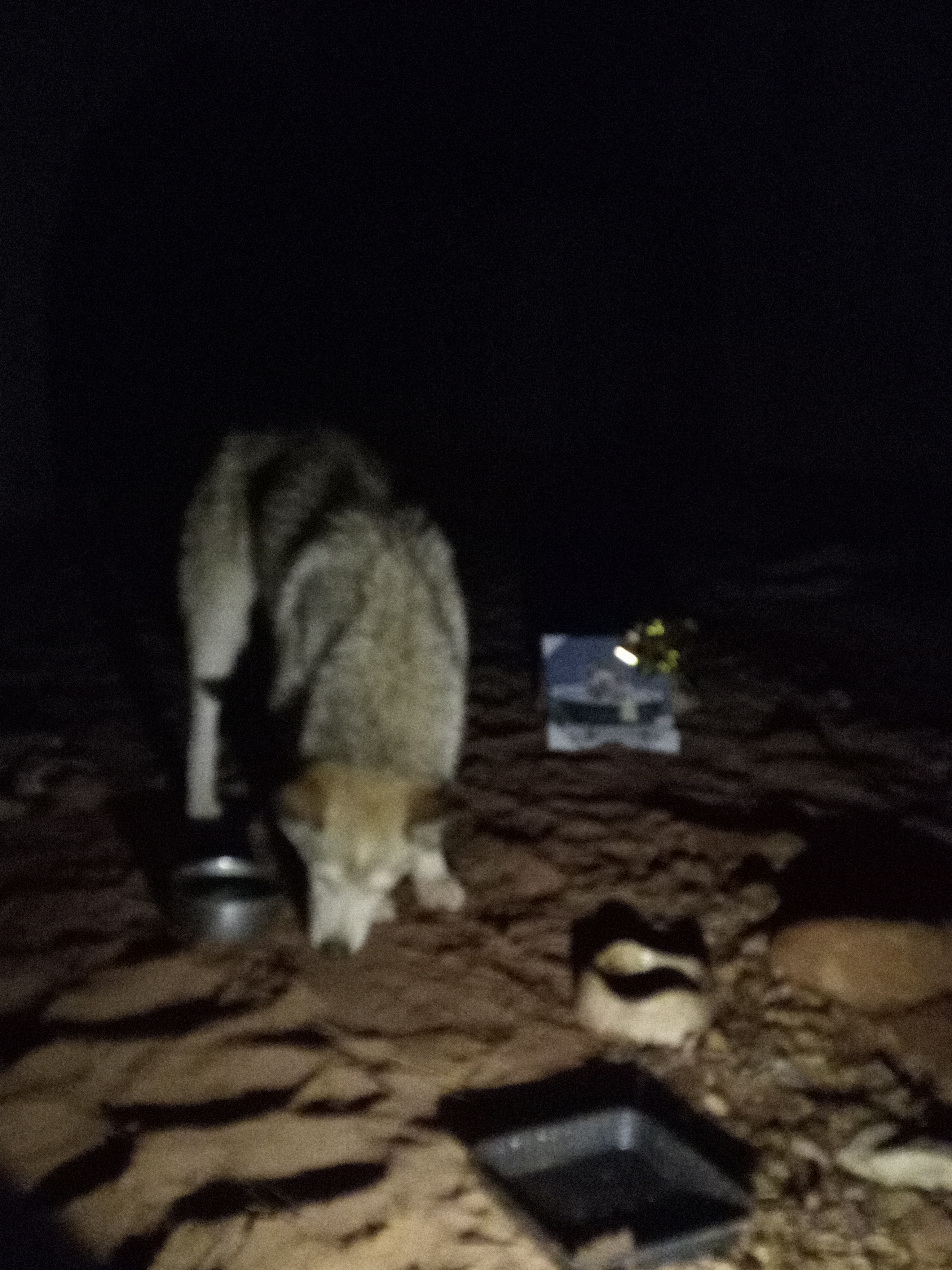 Raw animal camera upload (unprocessed). File: mot-det-20251226-203812.jpg.