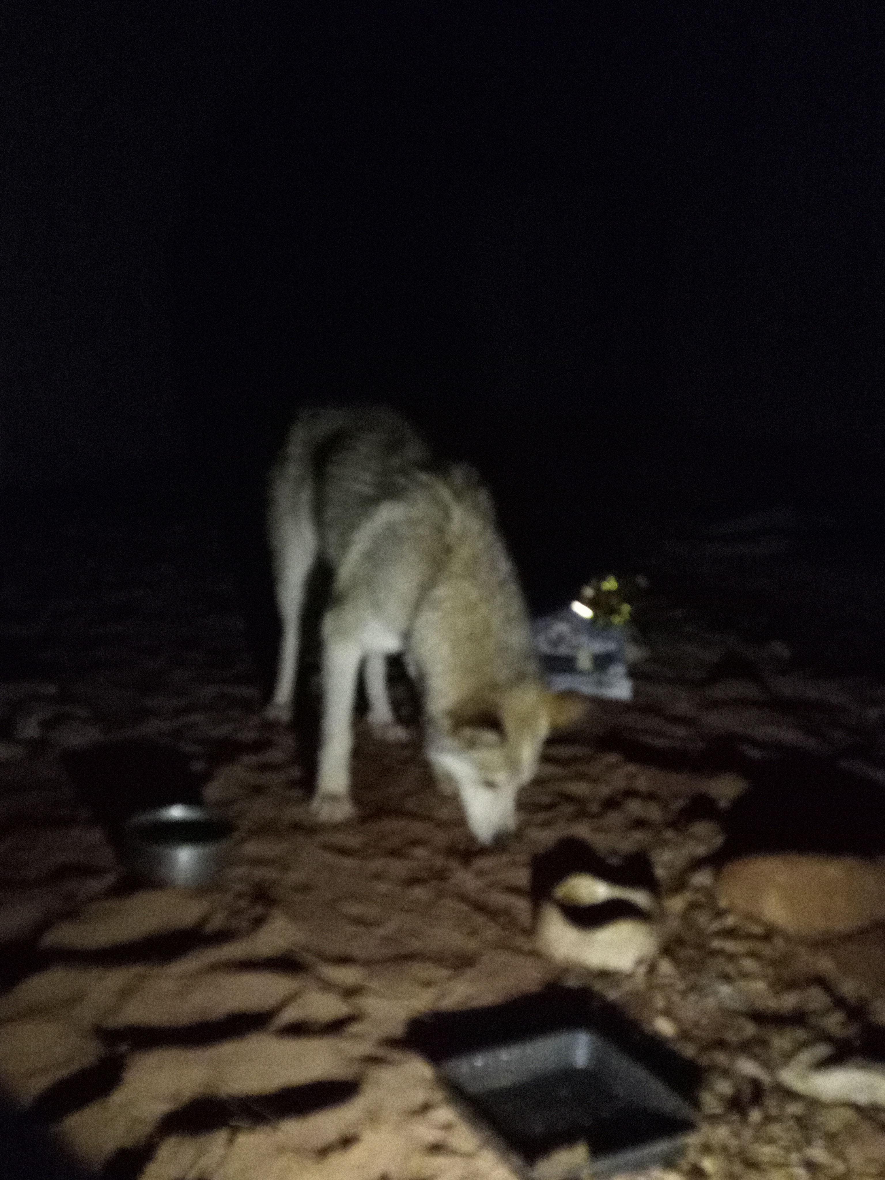 Raw animal camera upload (unprocessed). File: mot-det-20251226-203827.jpg.