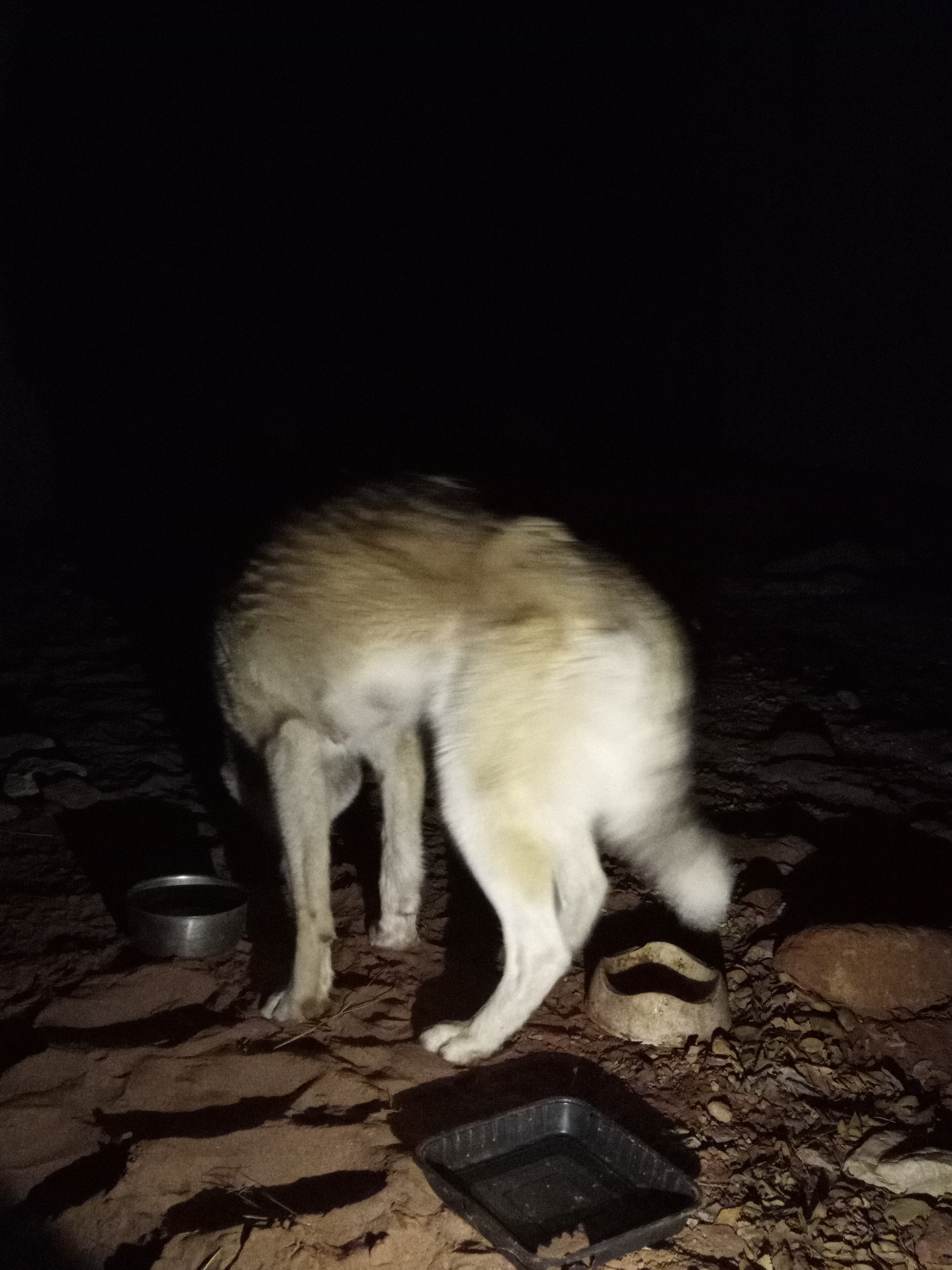 Raw animal camera upload (unprocessed). File: mot-det-20251226-212004.jpg.