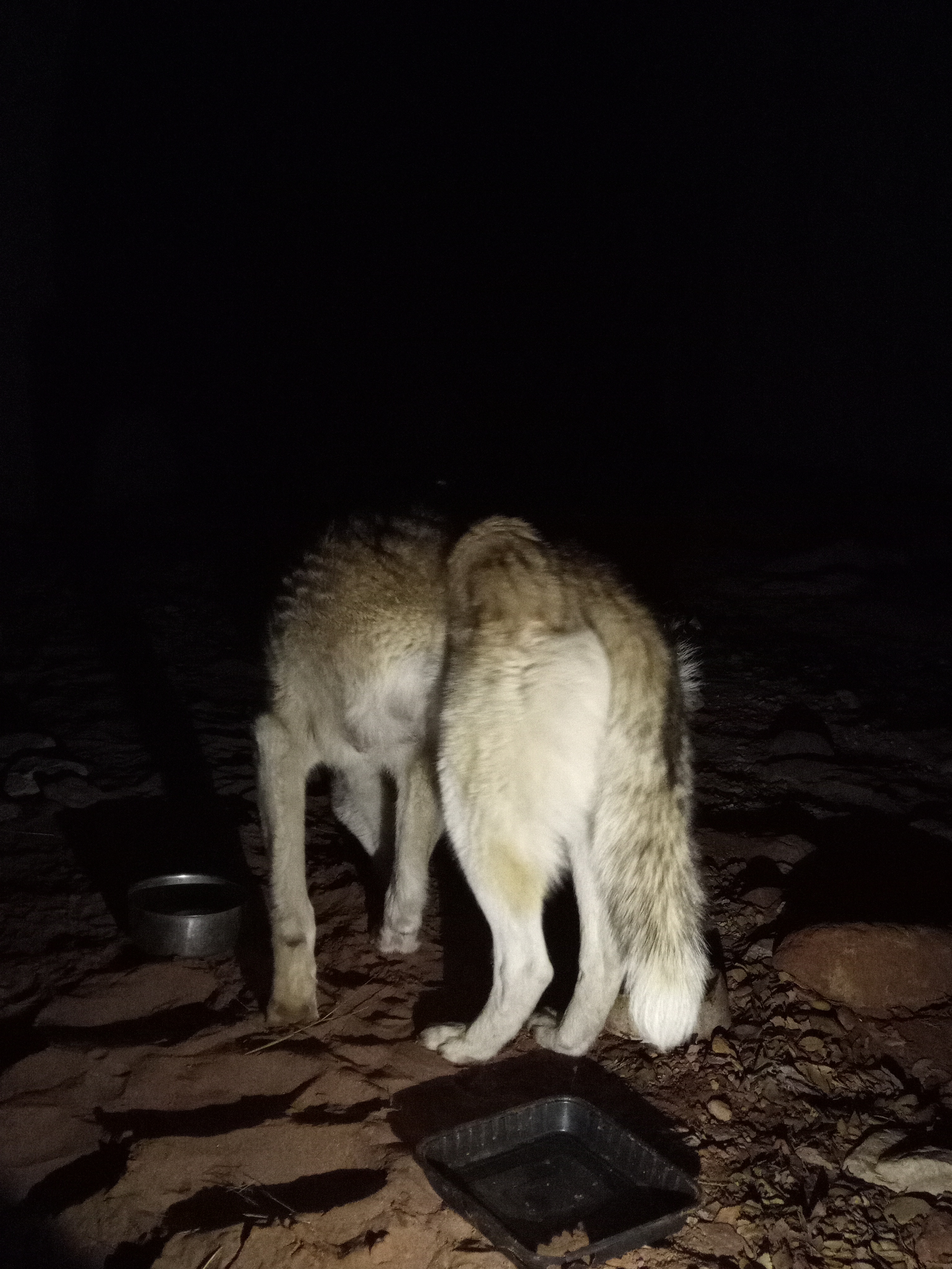 Raw animal camera upload (unprocessed). File: mot-det-20251226-212011.jpg.