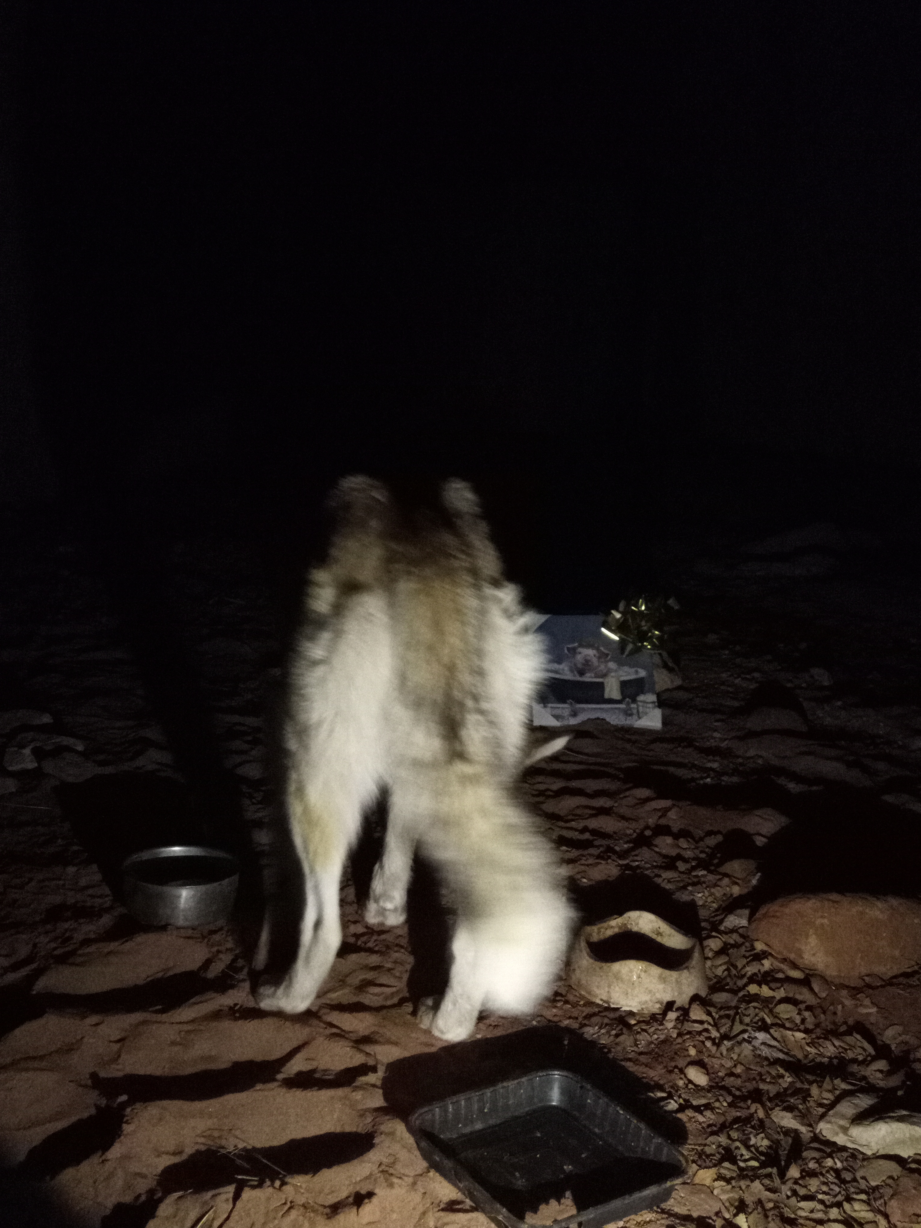 Raw animal camera upload (unprocessed). File: mot-det-20251226-212033.jpg.