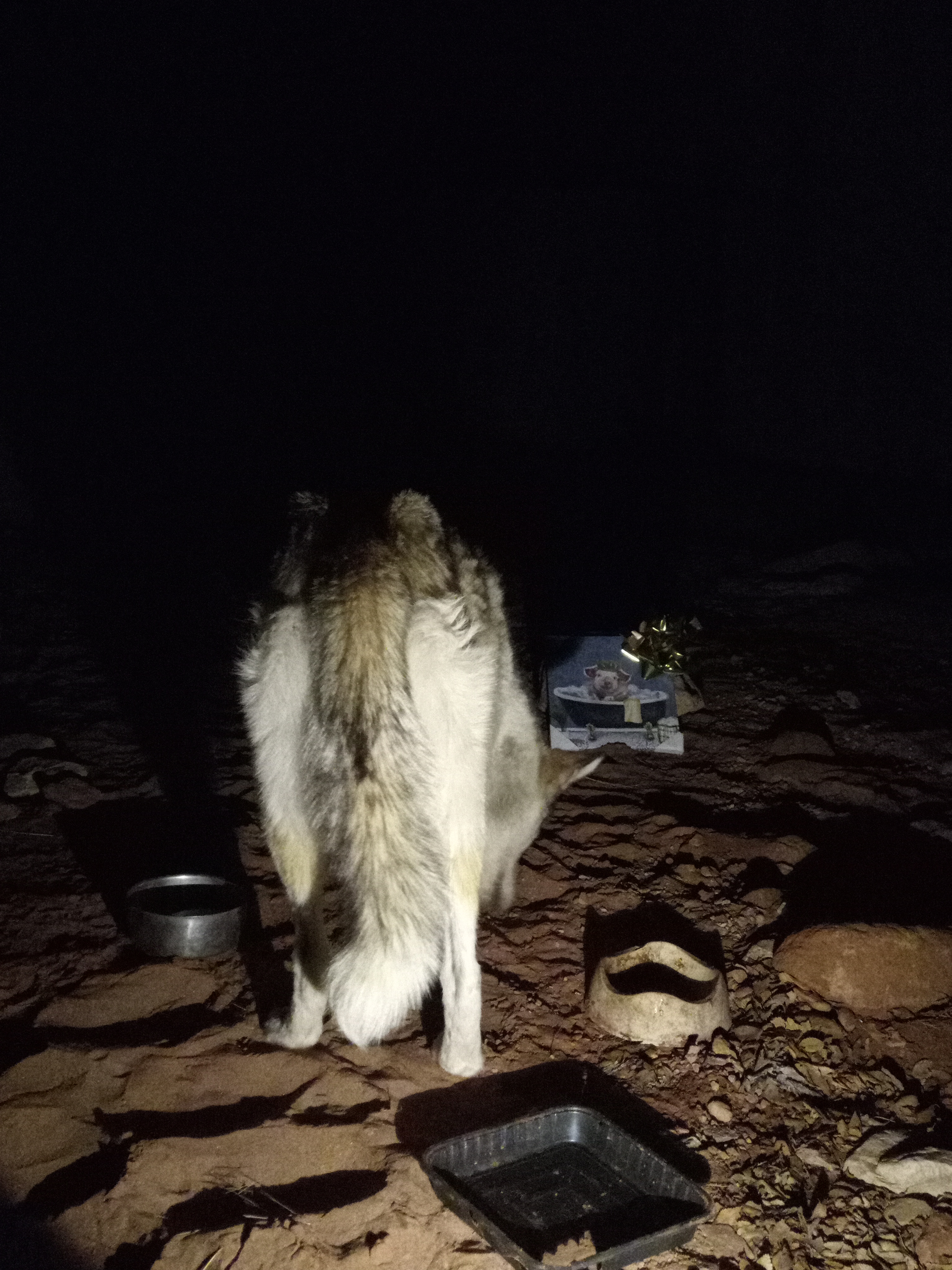 Raw animal camera upload (unprocessed). File: mot-det-20251226-212036.jpg.