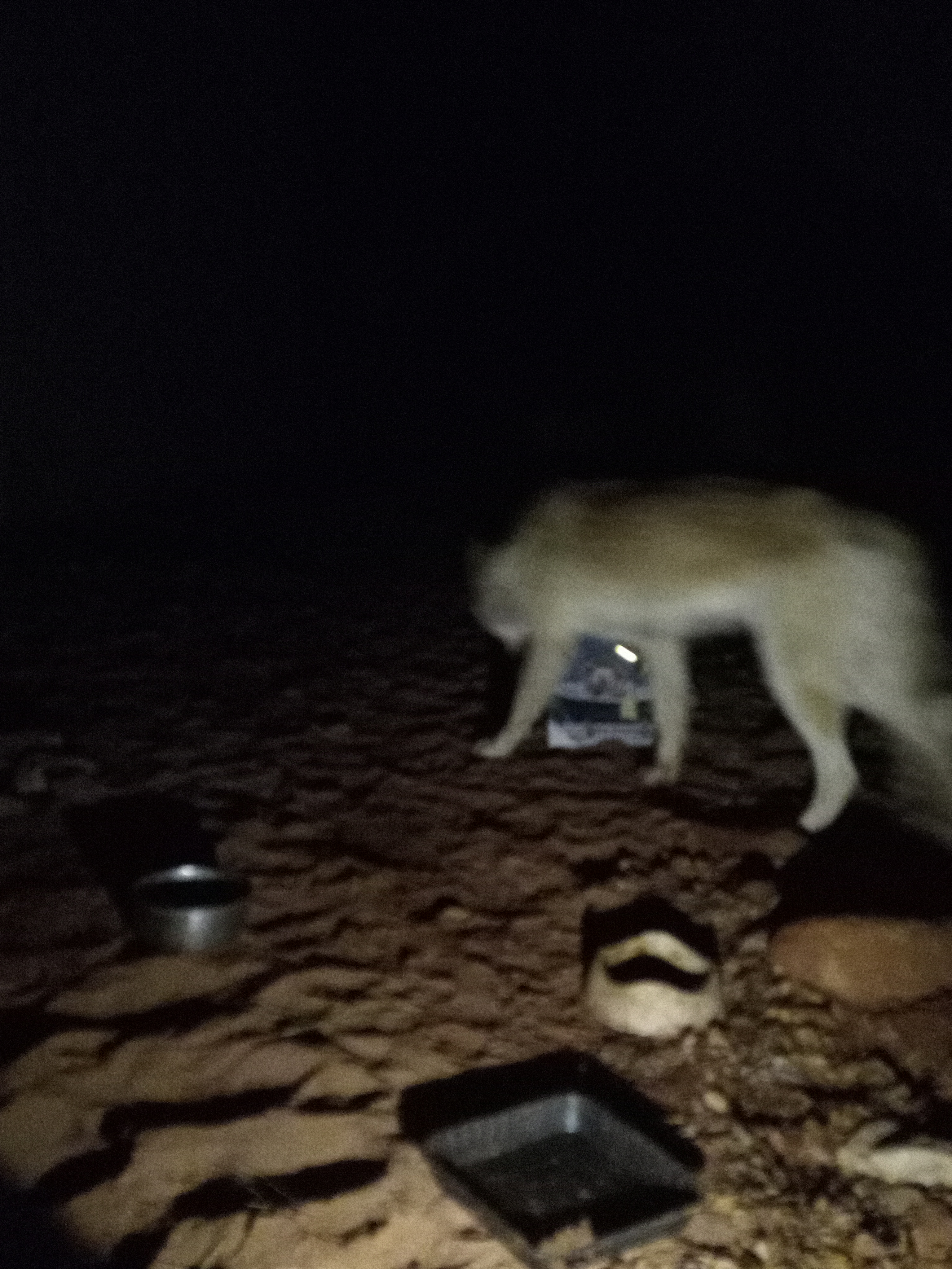 Raw animal camera upload (unprocessed). File: mot-det-20251226-222509.jpg.