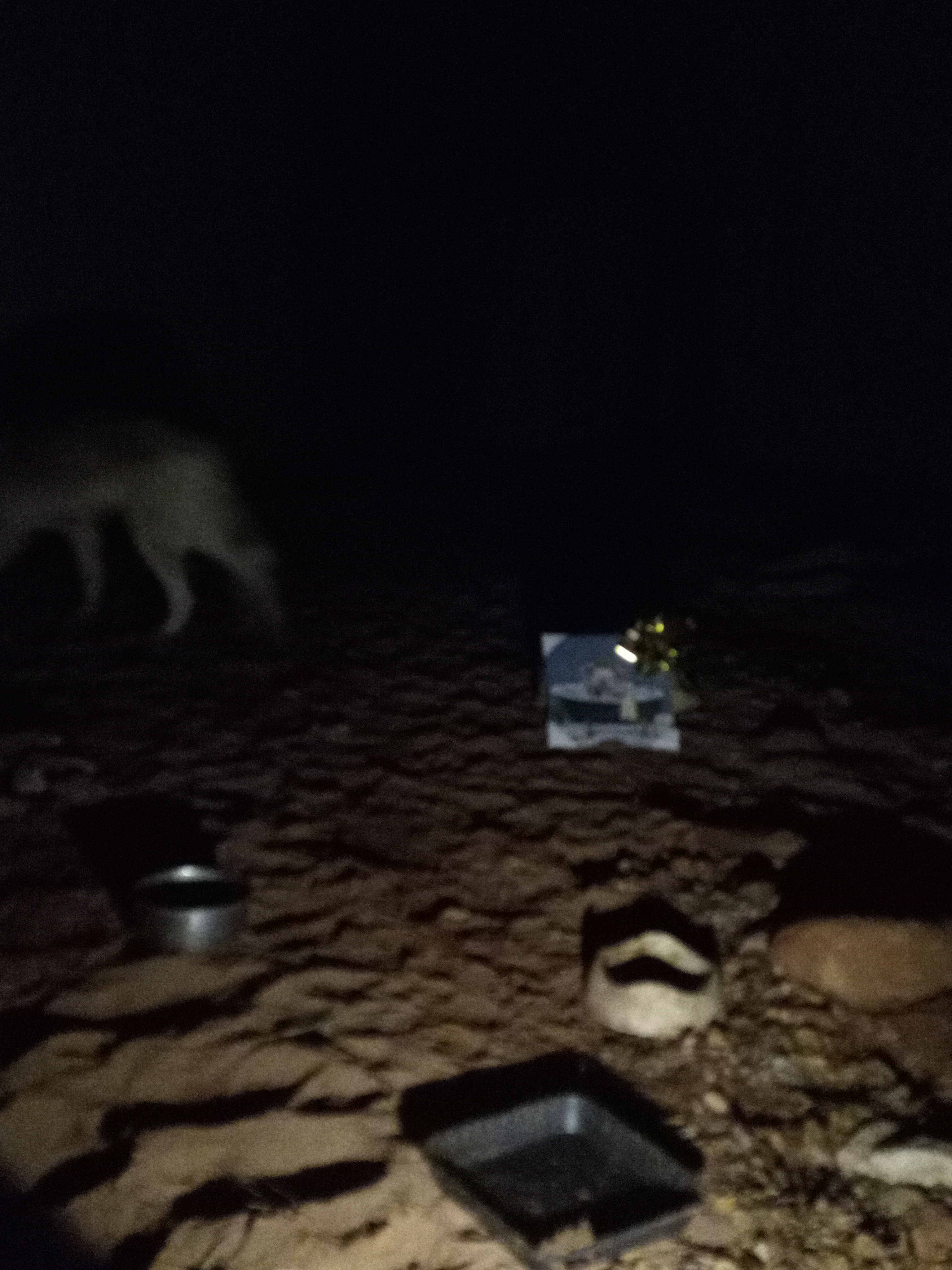 Raw animal camera upload (unprocessed). File: mot-det-20251226-222512.jpg.