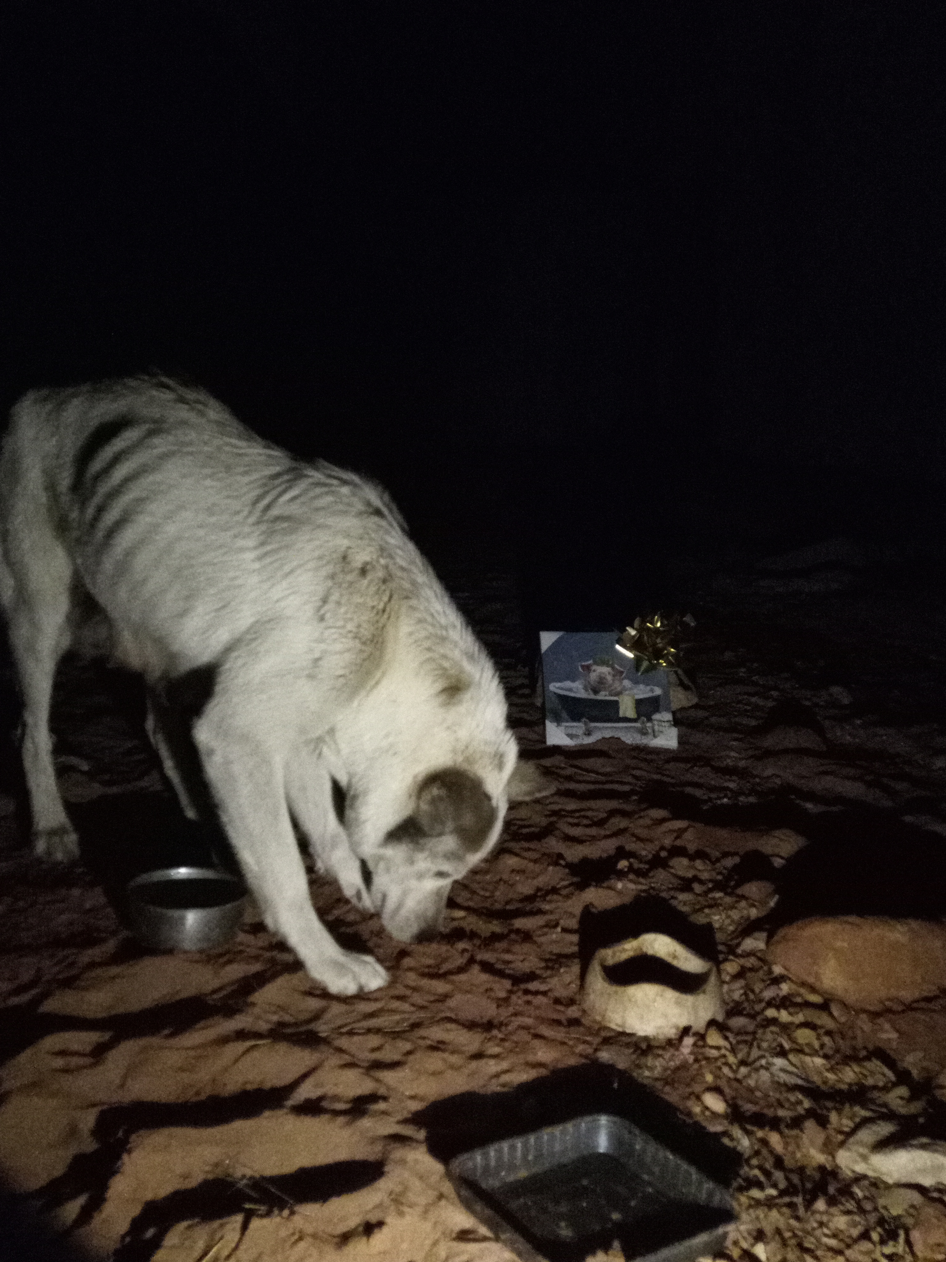 Raw animal camera upload (unprocessed). File: mot-det-20251226-232338.jpg.