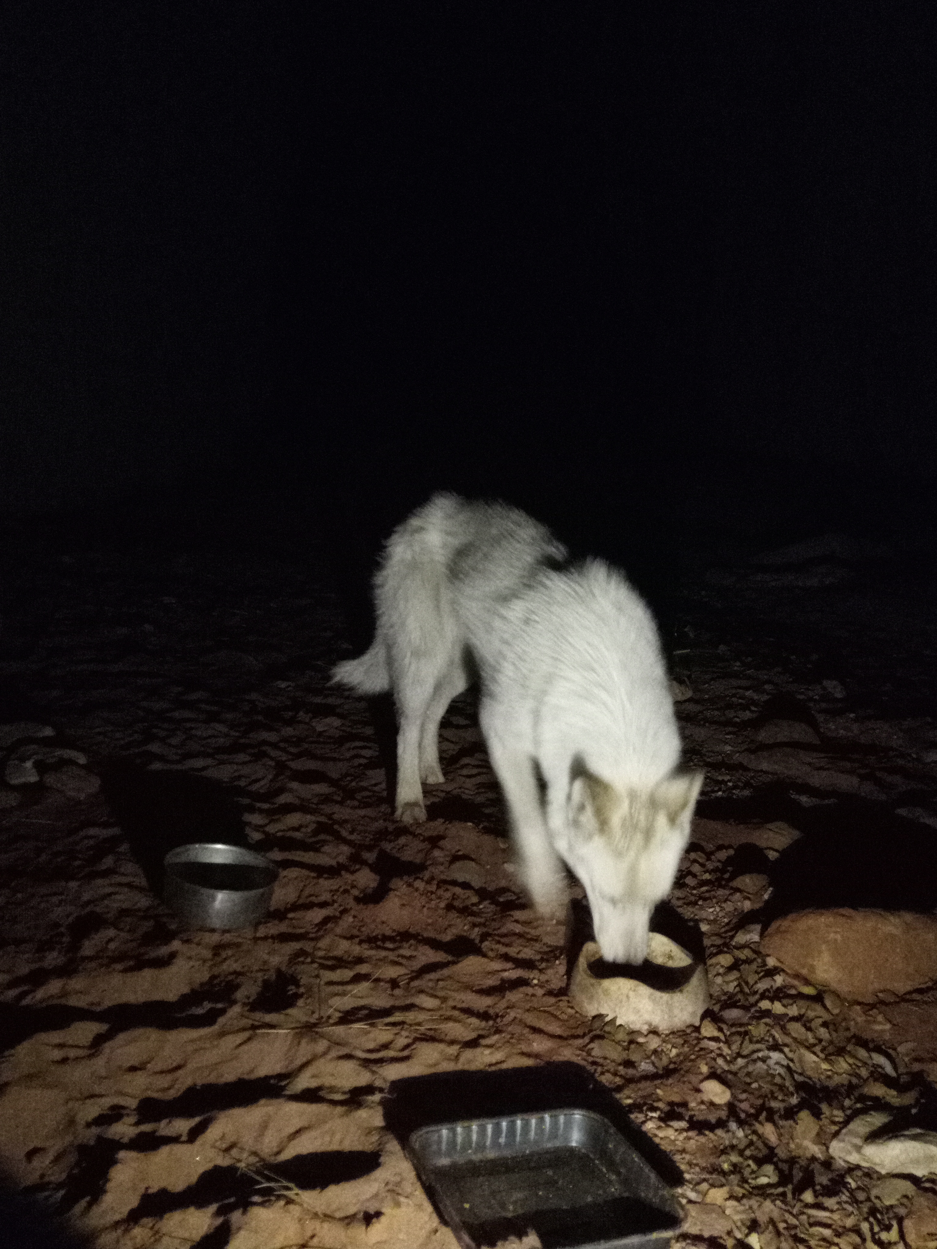 Raw animal camera upload (unprocessed). File: mot-det-20251226-234434.jpg.