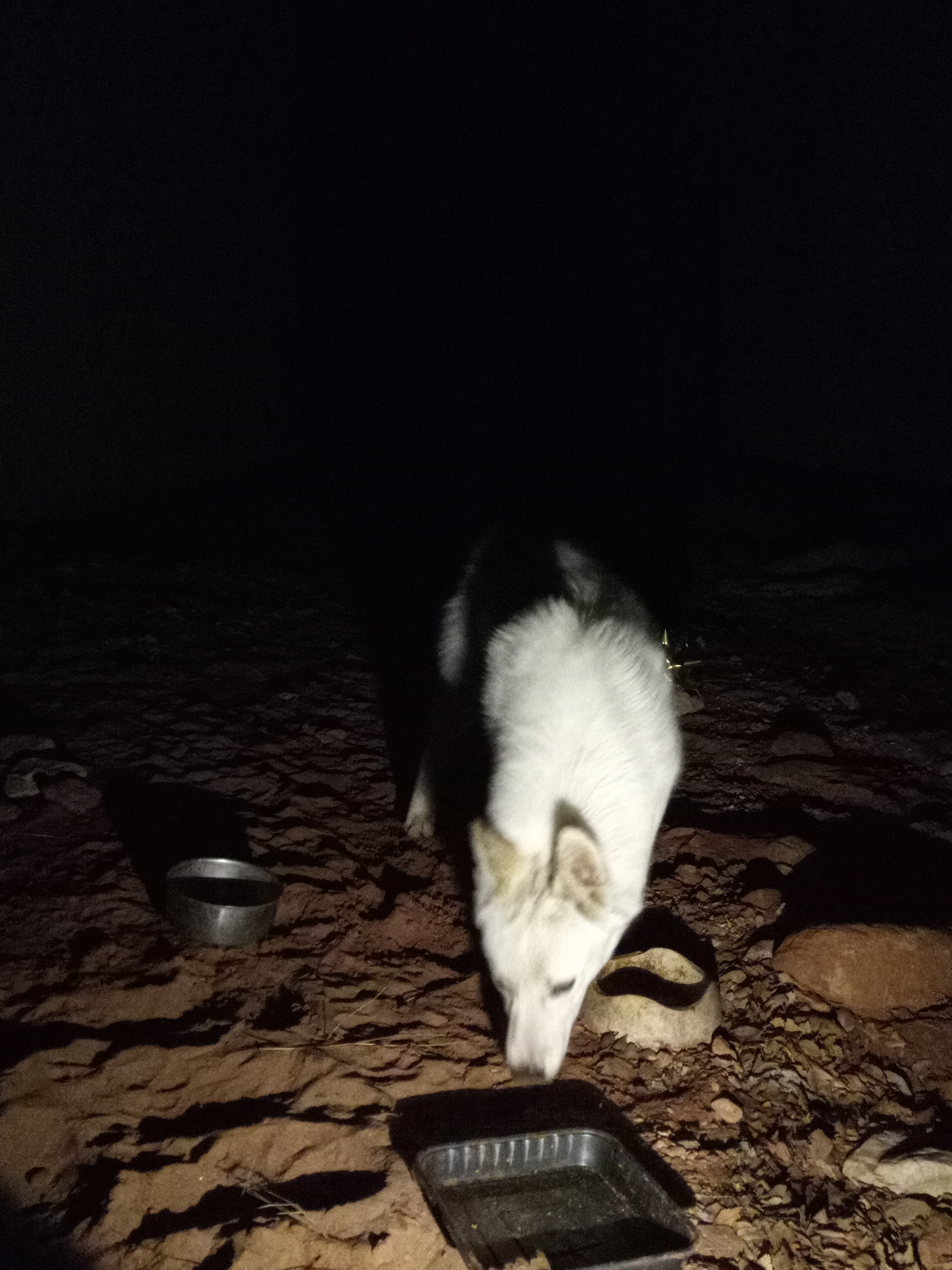 Raw animal camera upload (unprocessed). File: mot-det-20251226-234437.jpg.