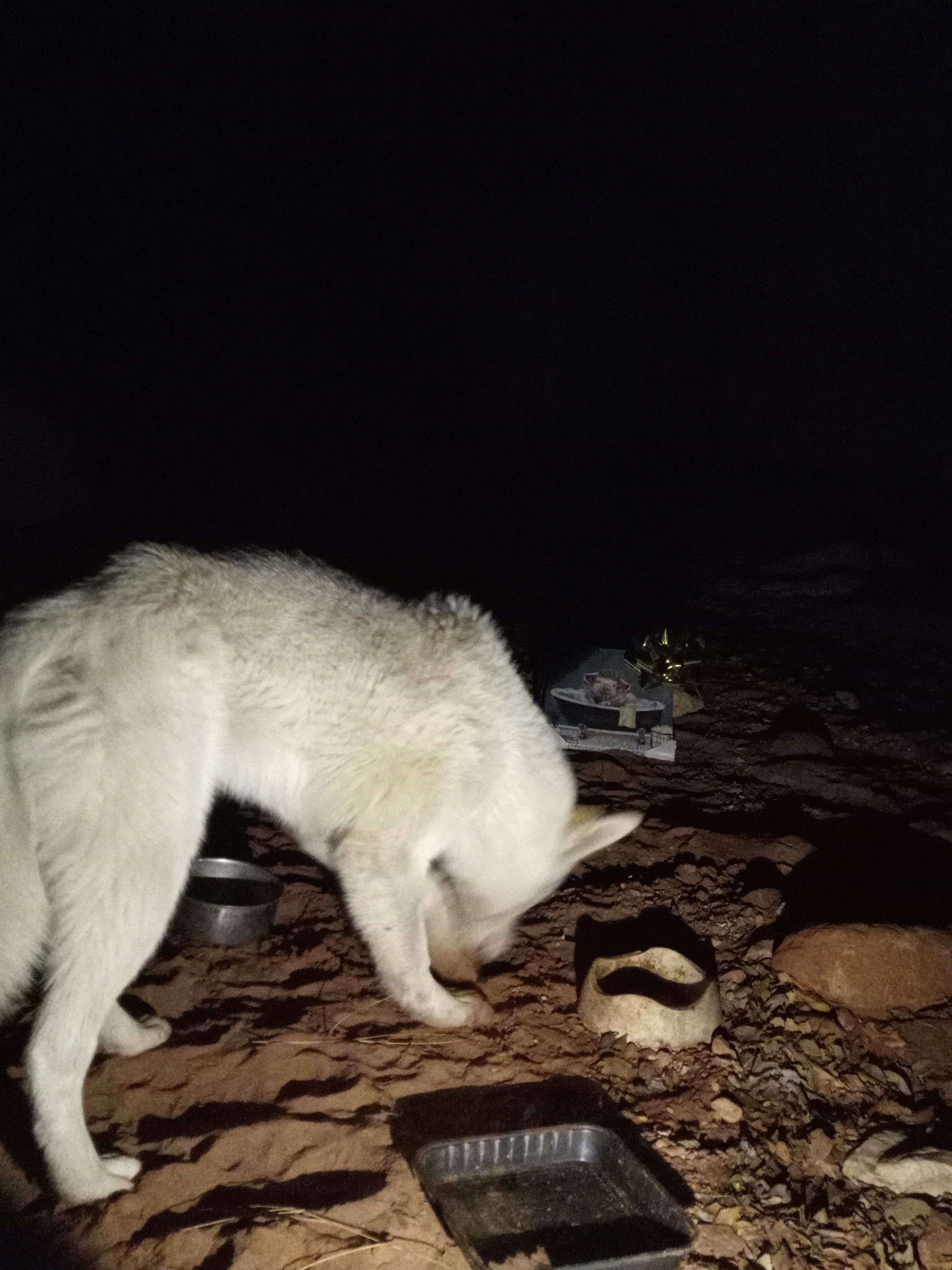 Raw animal camera upload (unprocessed). File: mot-det-20251226-234505.jpg.