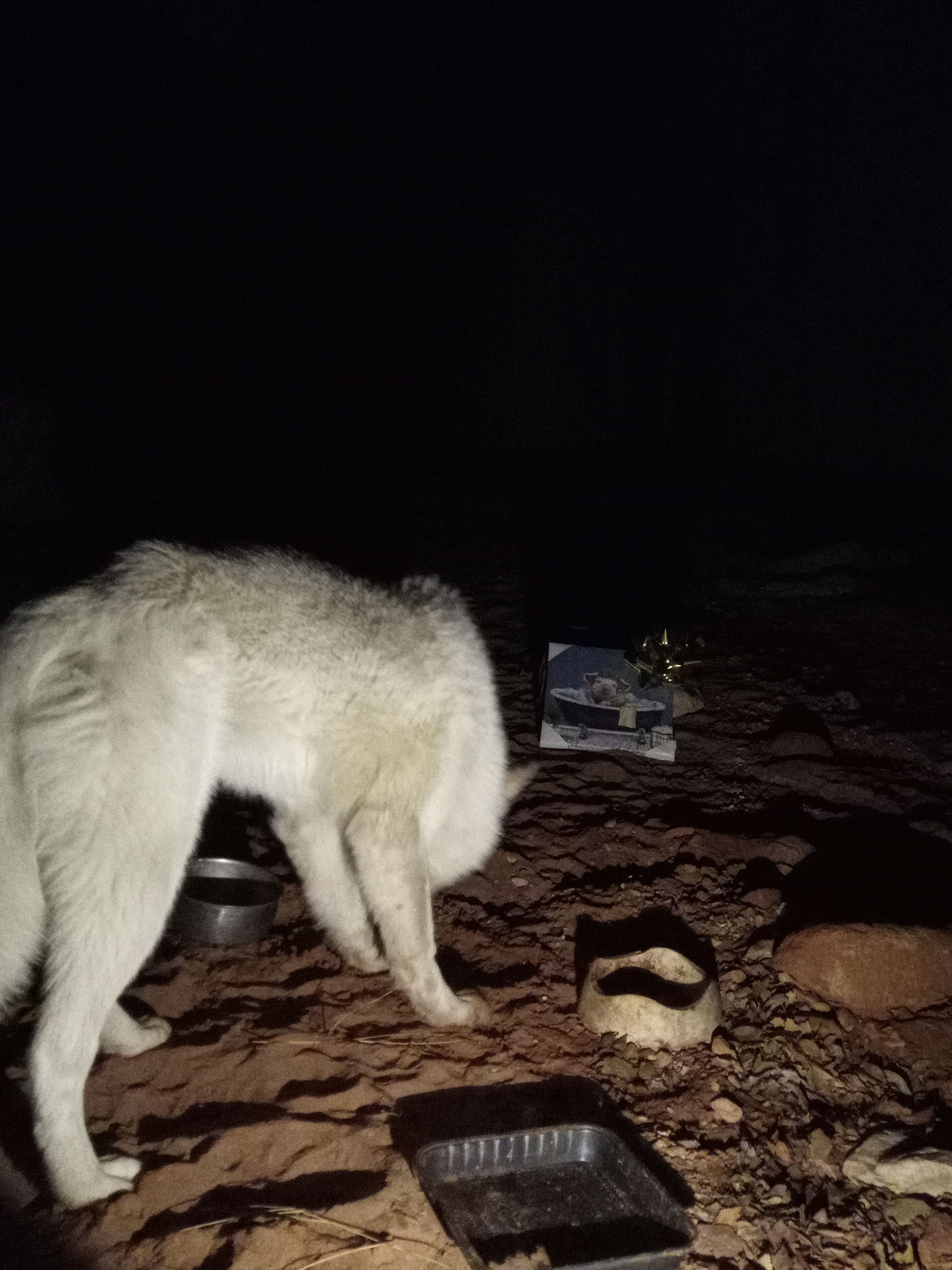 Raw animal camera upload (unprocessed). File: mot-det-20251226-234518.jpg.