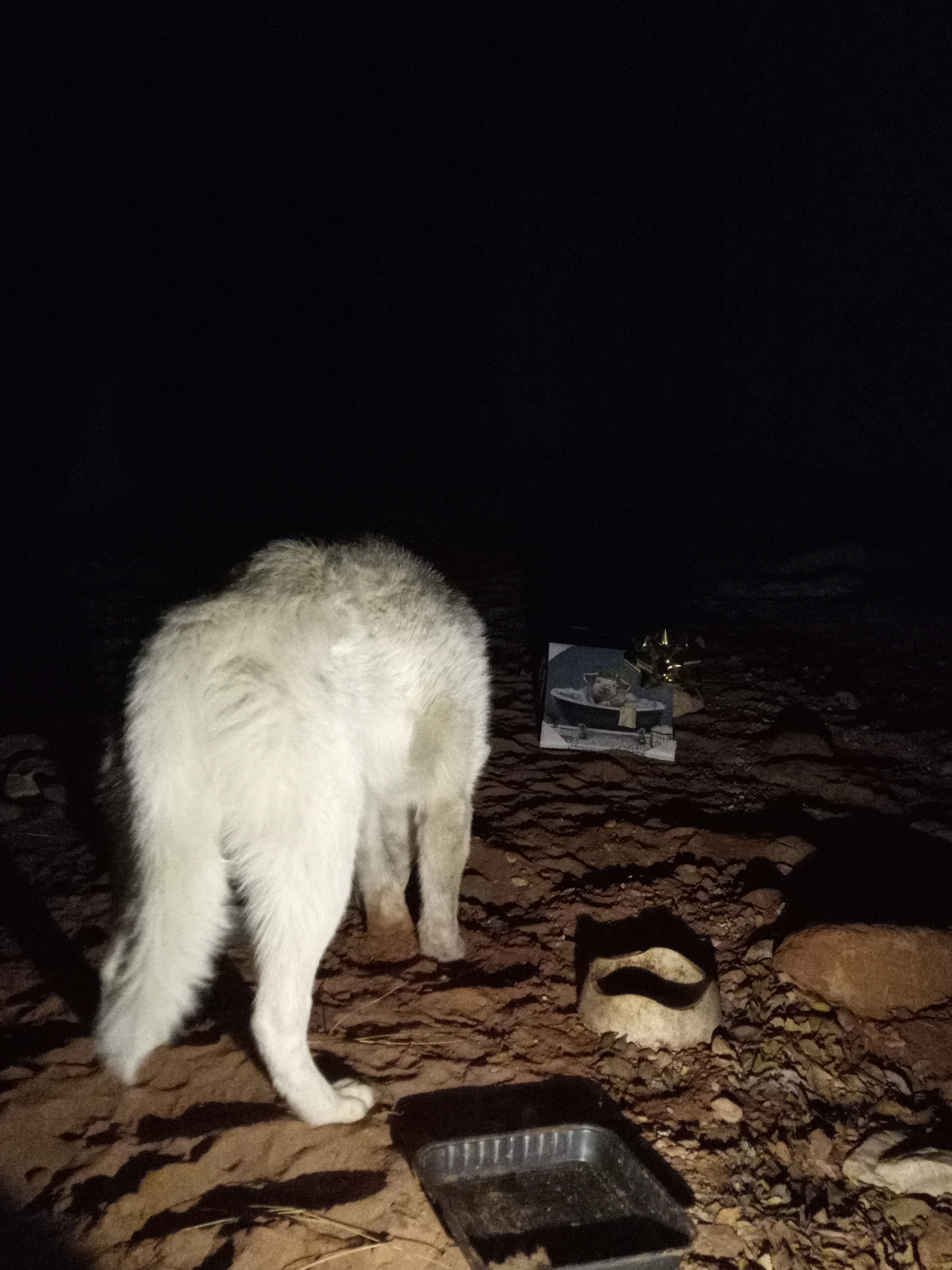 Raw animal camera upload (unprocessed). File: mot-det-20251226-234521.jpg.