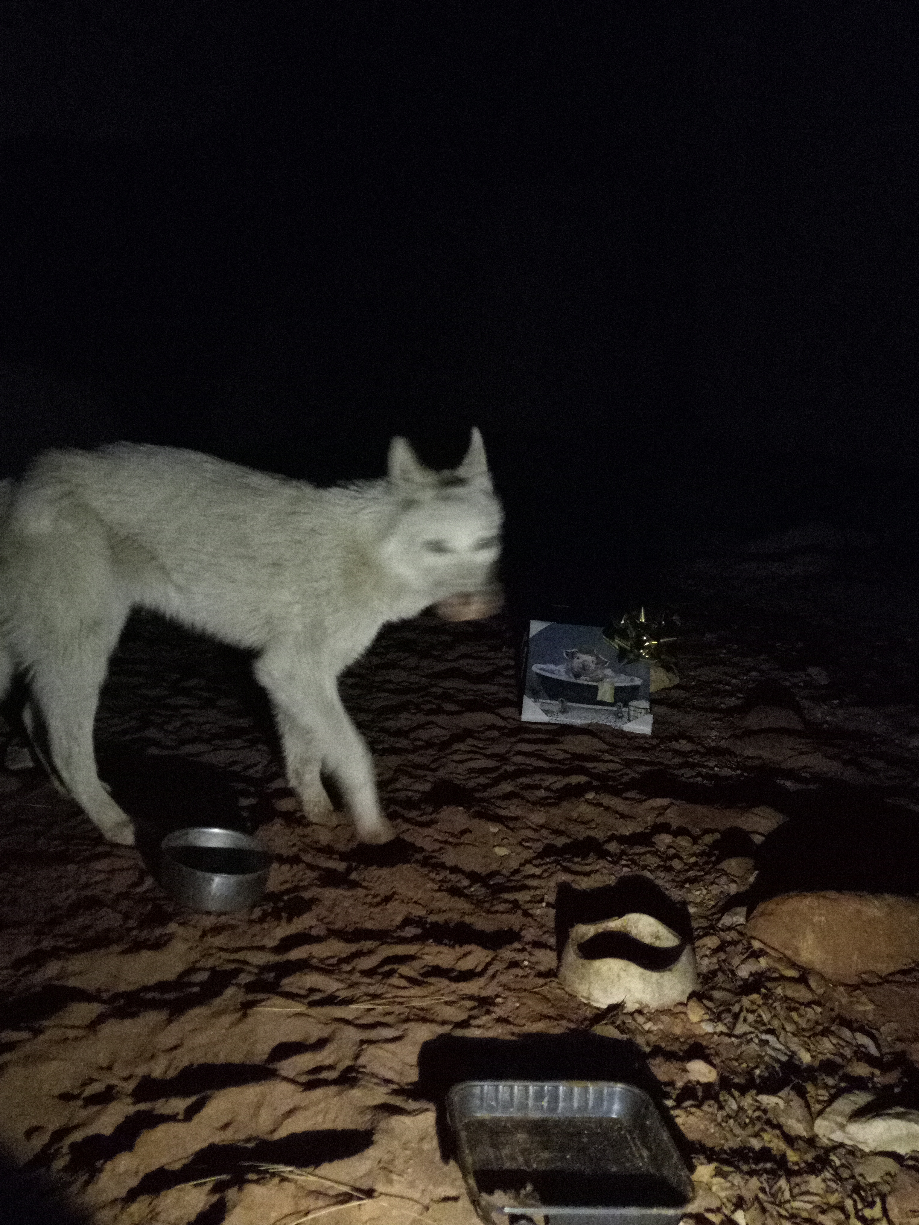 Raw animal camera upload (unprocessed). File: mot-det-20251226-234942.jpg.