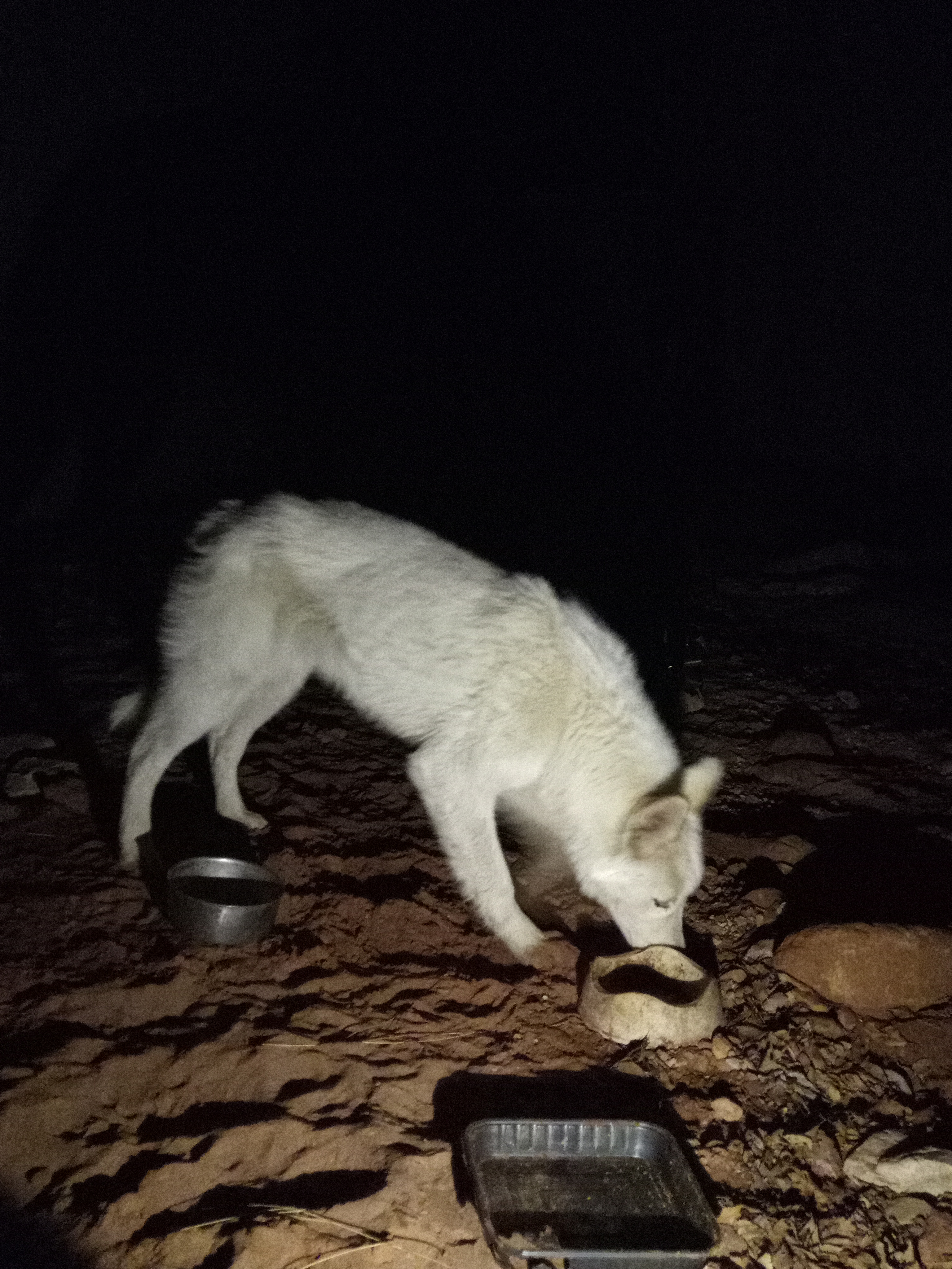 Raw animal camera upload (unprocessed). File: mot-det-20251226-234958.jpg.