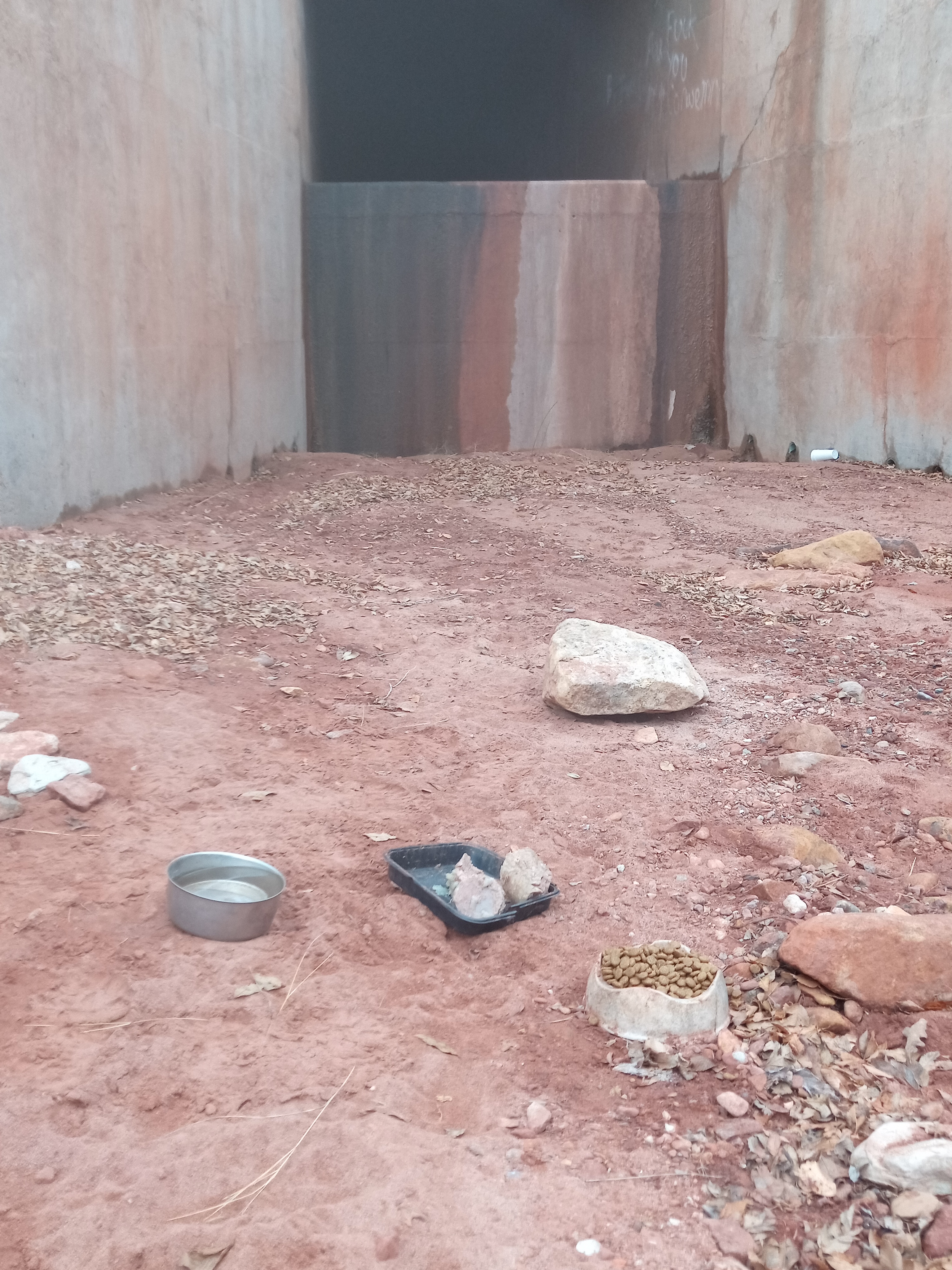 Raw animal camera upload (unprocessed). File: mot-det-20251227-102624.jpg.