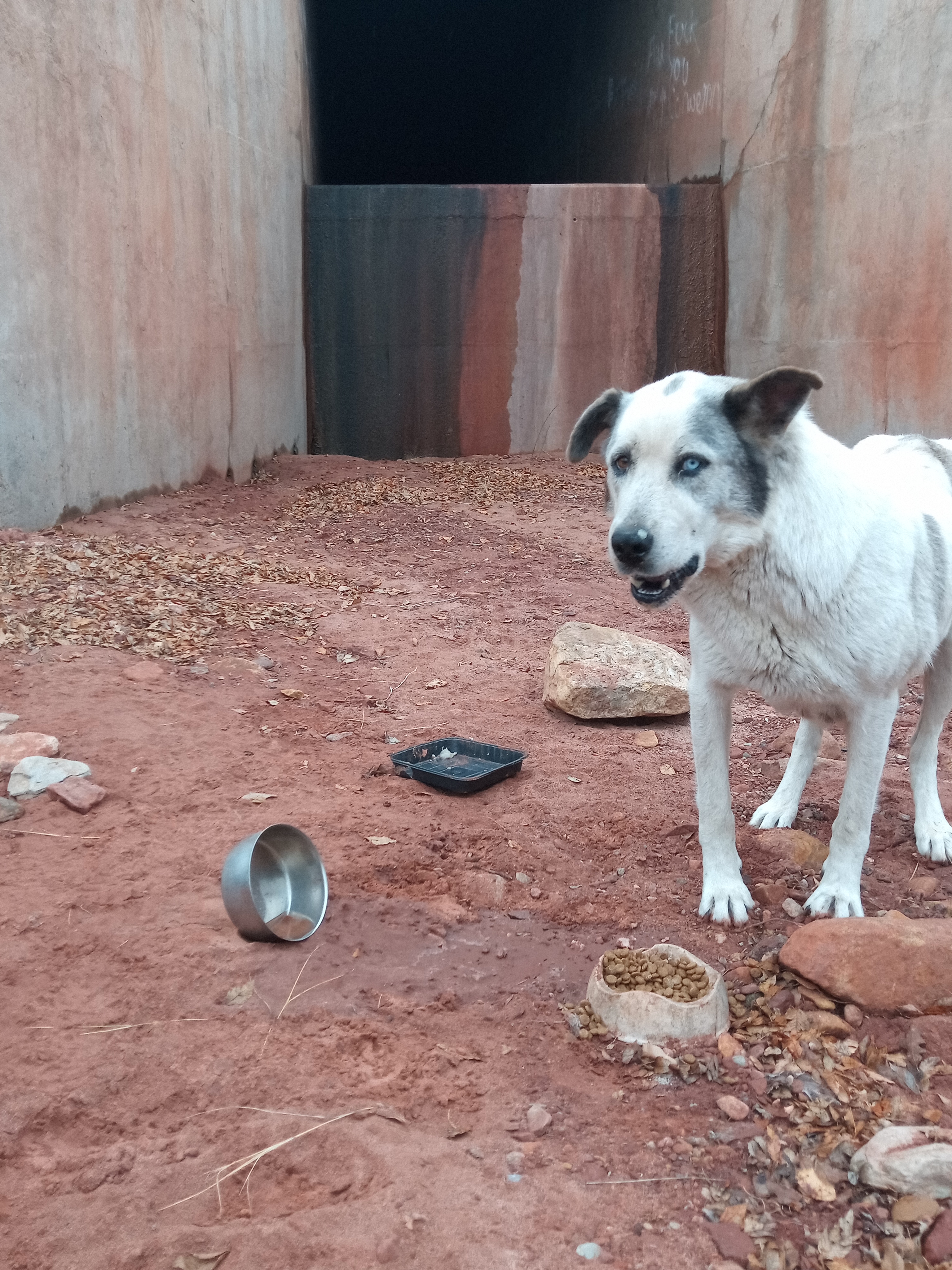 Raw animal camera upload (unprocessed). File: mot-det-20251227-111207.jpg.