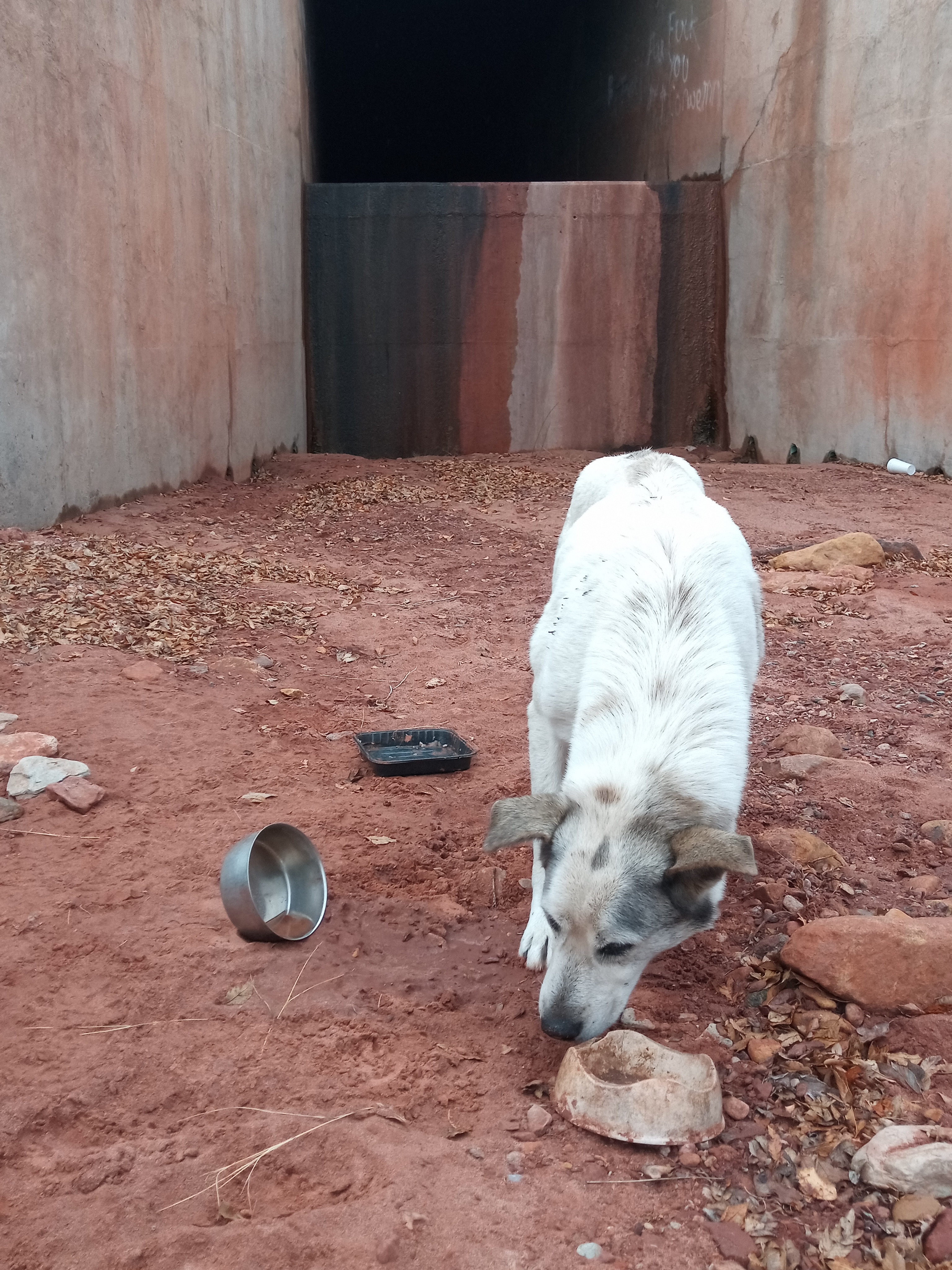 Raw animal camera upload (unprocessed). File: mot-det-20251227-111515.jpg.