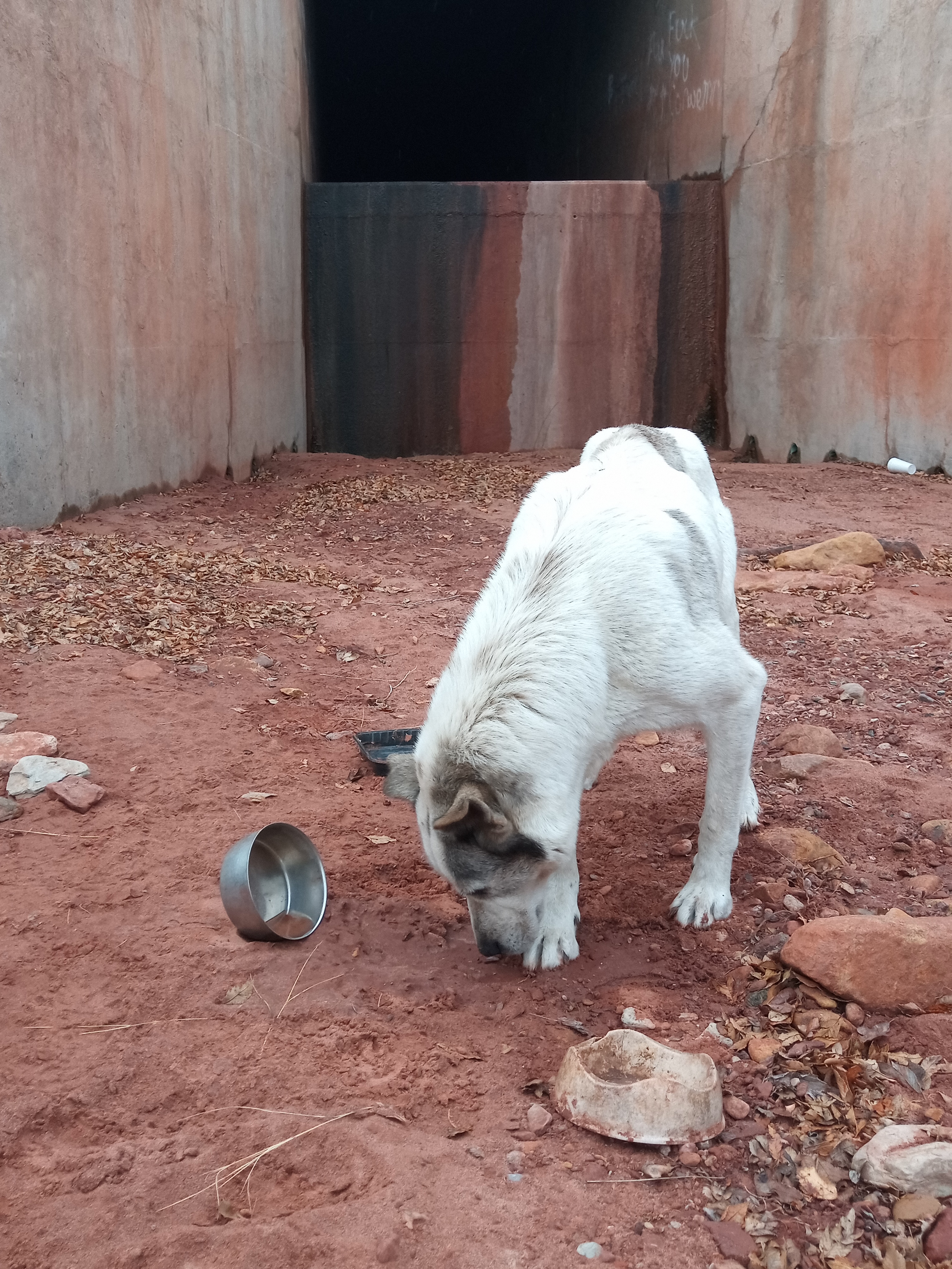 Raw animal camera upload (unprocessed). File: mot-det-20251227-111518.jpg.